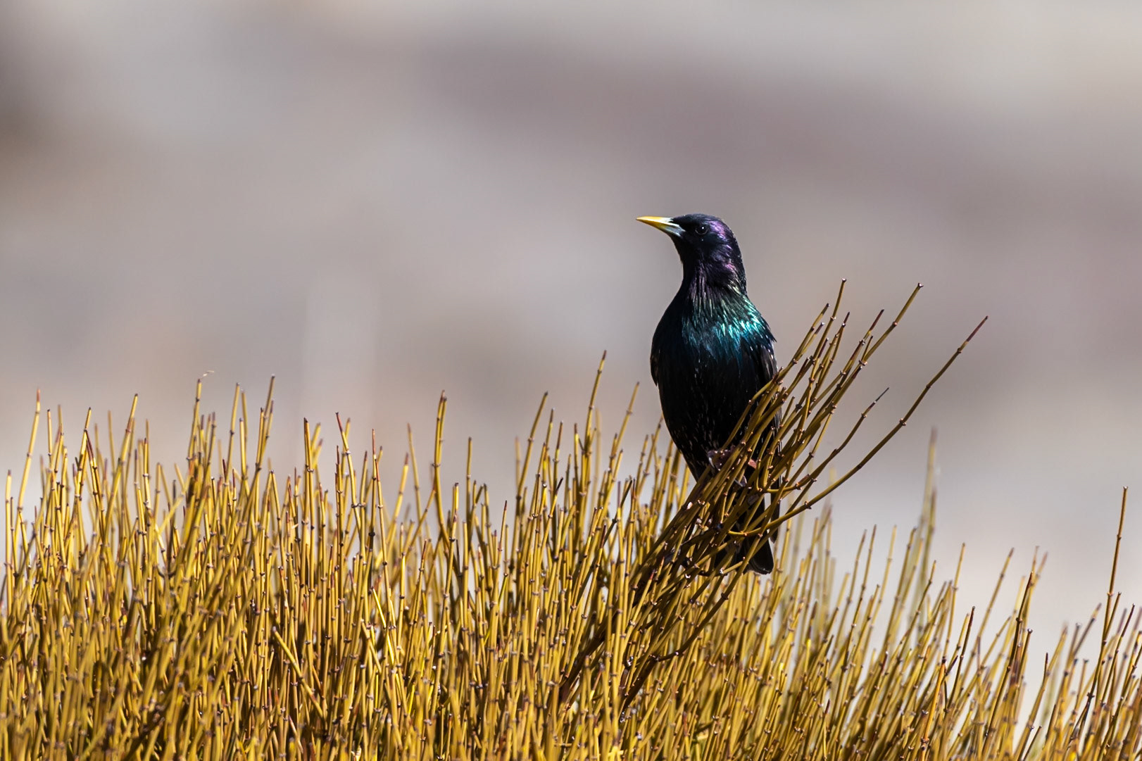 Humboldt-Toiyabe National Forest, NV