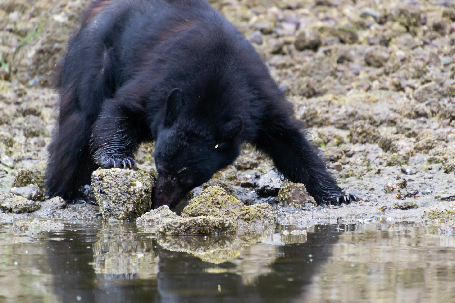 Vancouver Island, British Columbia