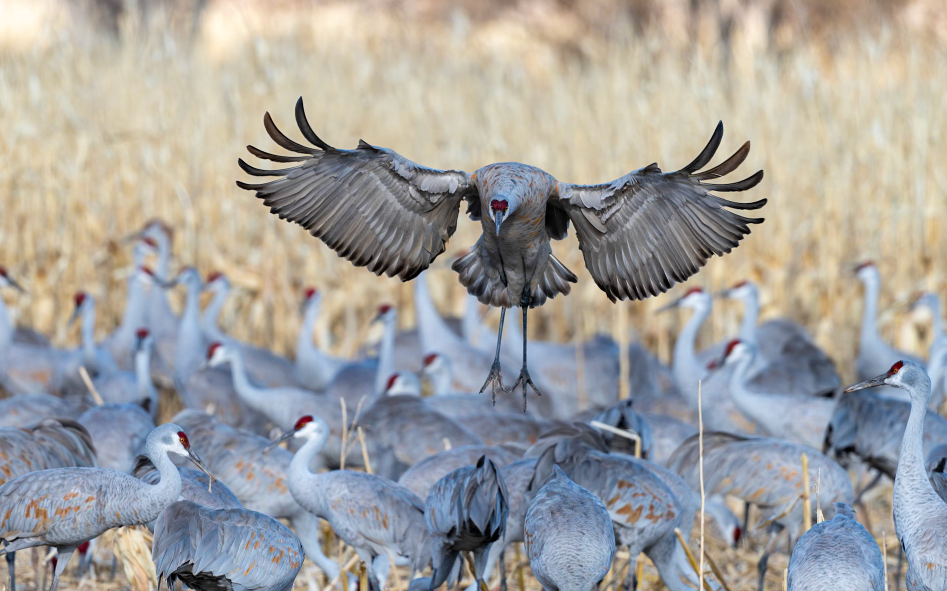 Bernardo Wildlife Area, NM