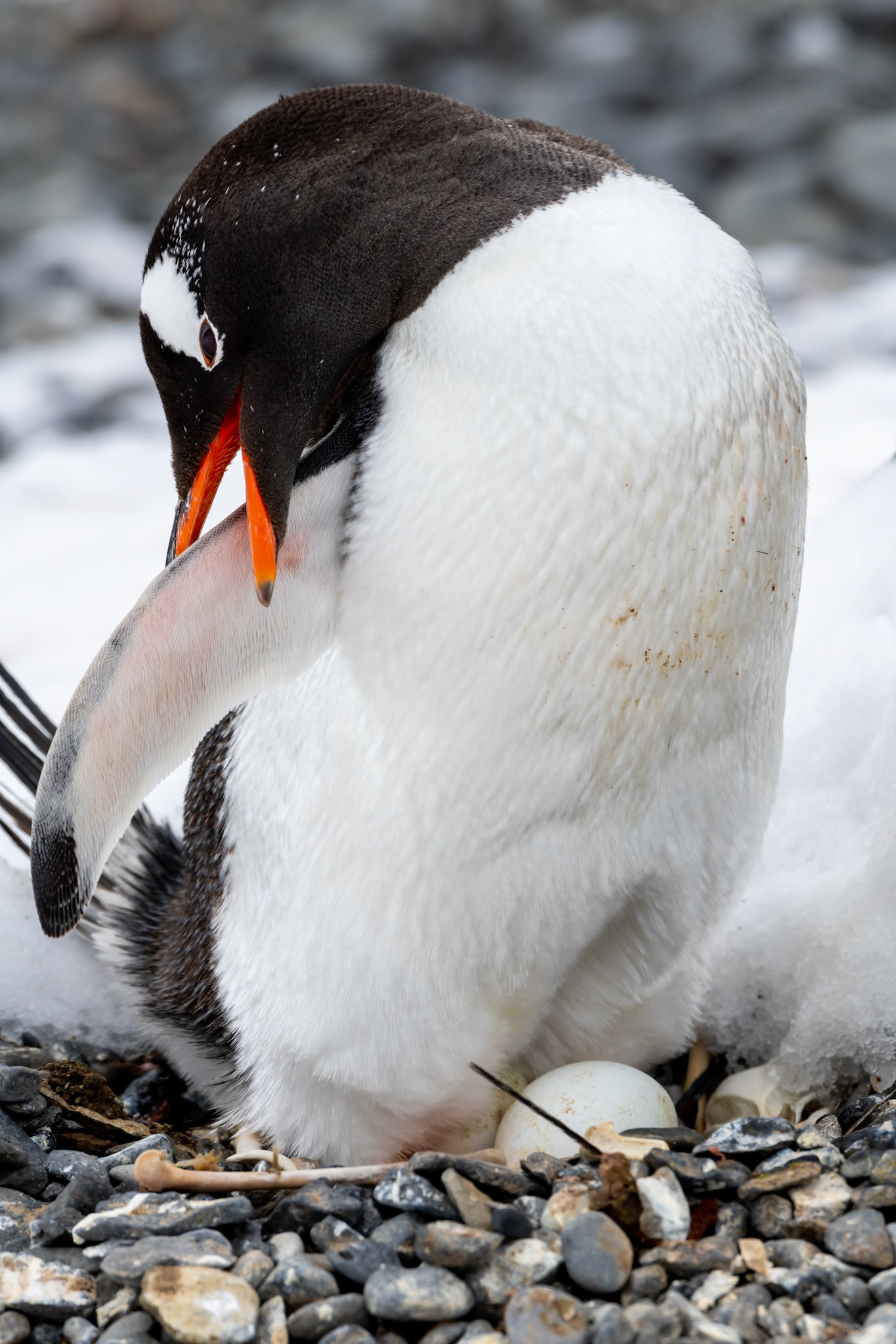 Brown Bluff, Antarctica