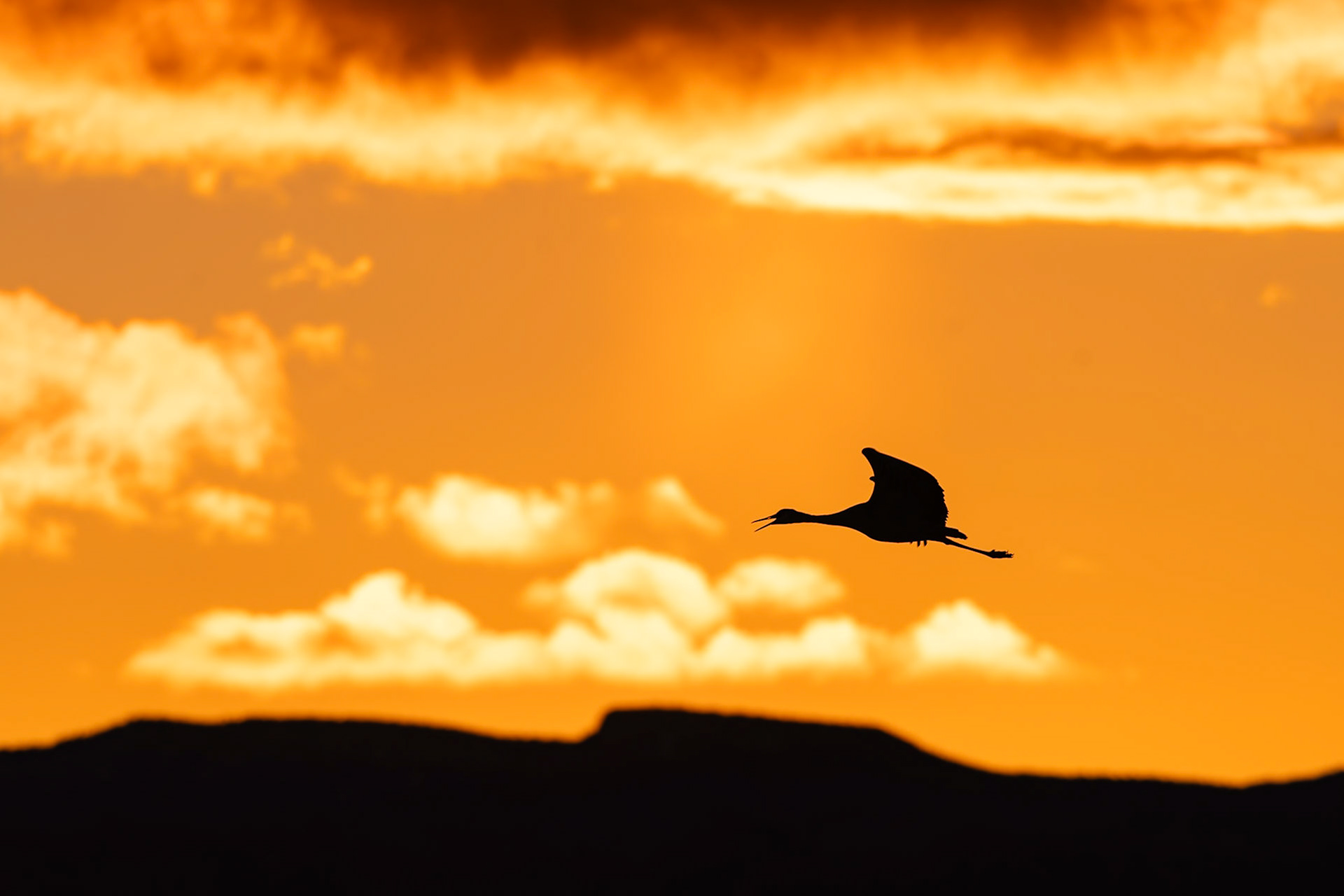 Bernardo Wildlife Area, NM