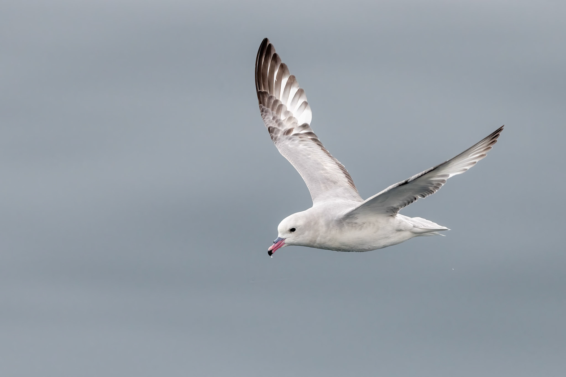 Rhyder Bay, Antarctica