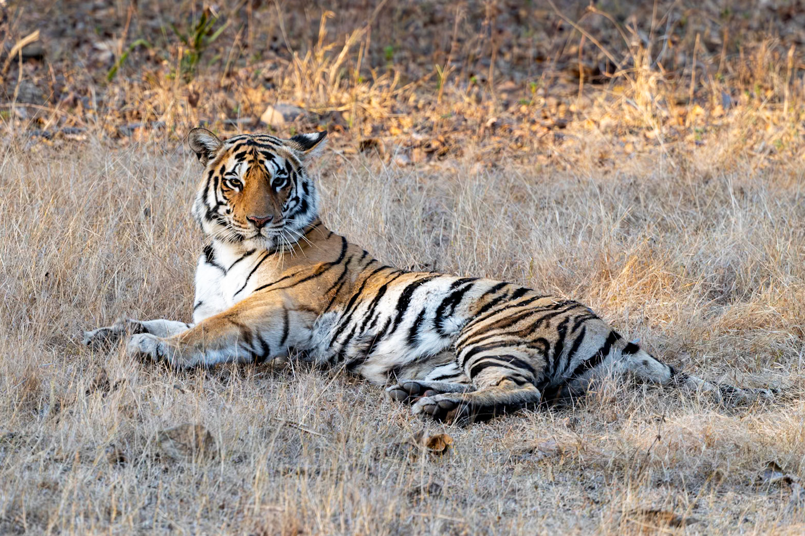 Pench National Park