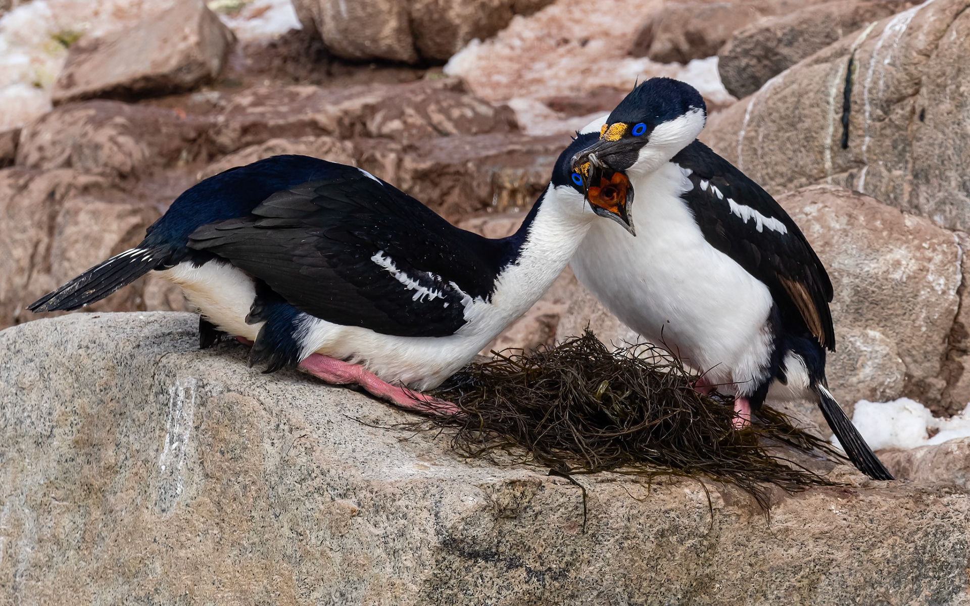 Red Rock Ridge, Antarctica