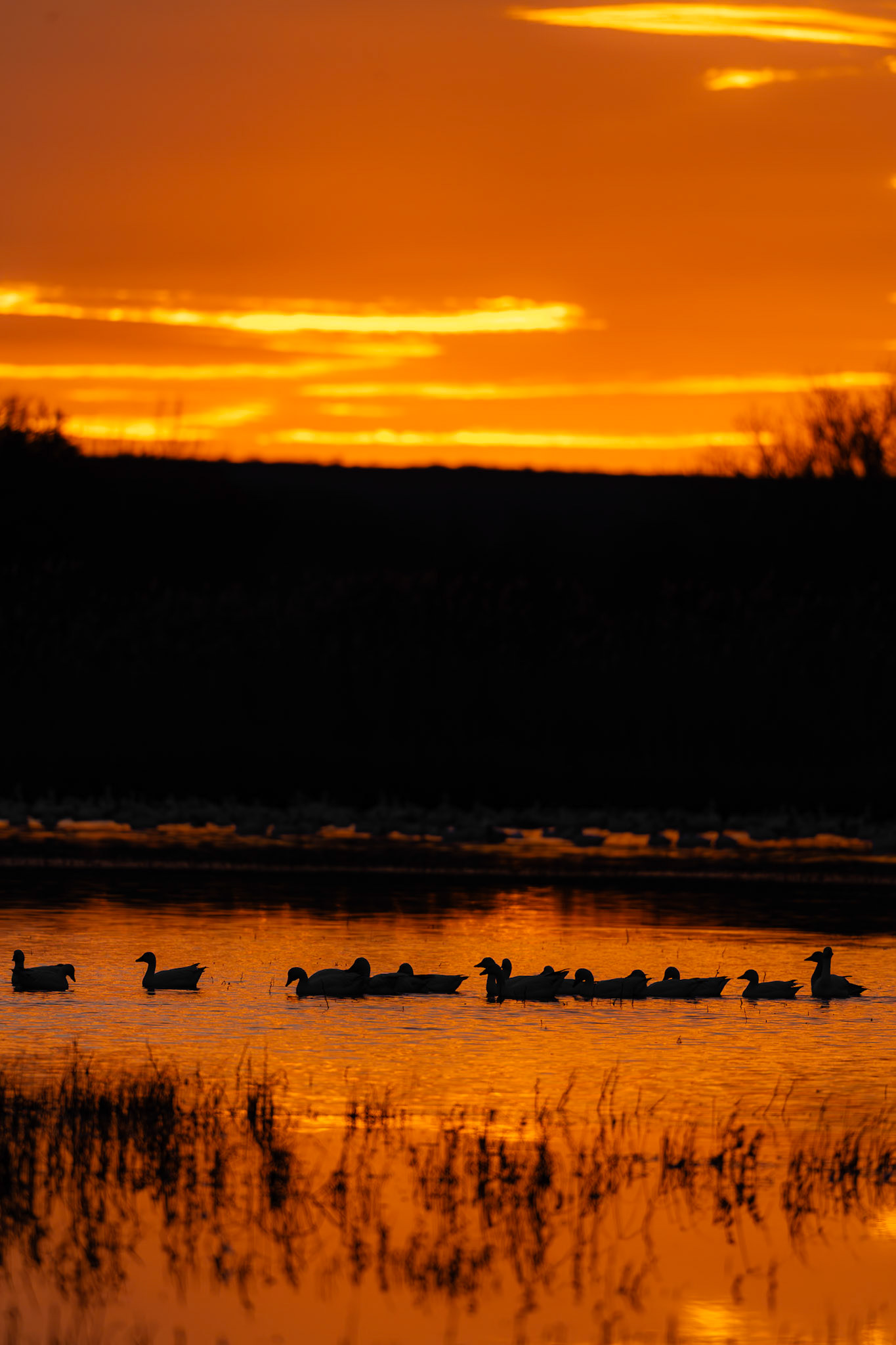 Bosque Del Apache NWR, NM