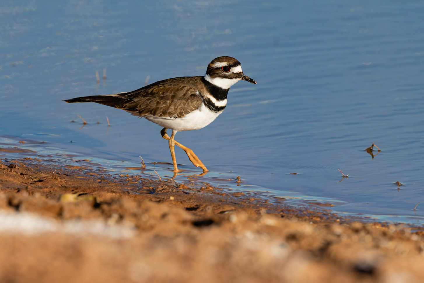 Bernardo Wildlife Area, NM
