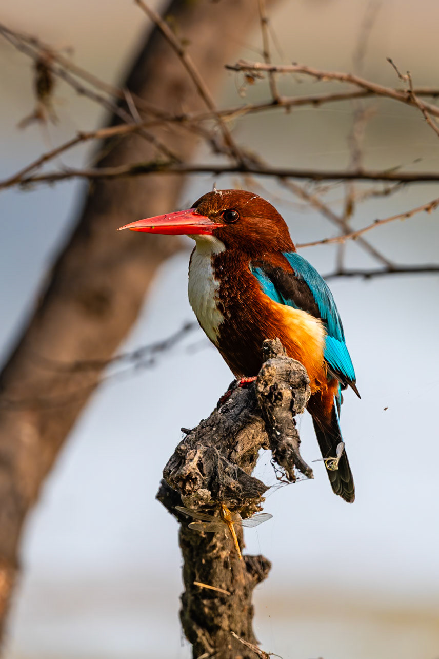Keoladeo National Park