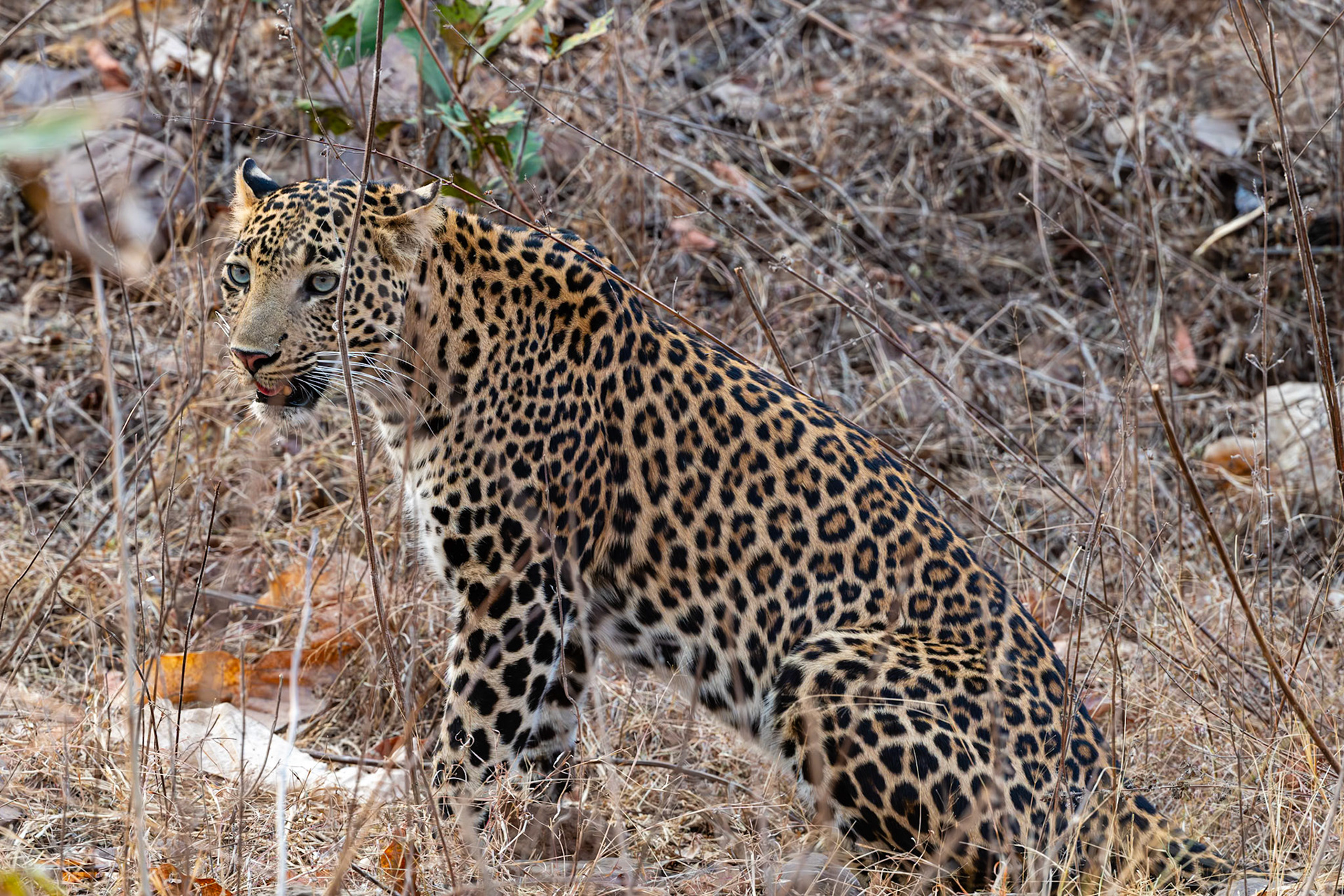 Tadoba Andhari Tiger Reserve