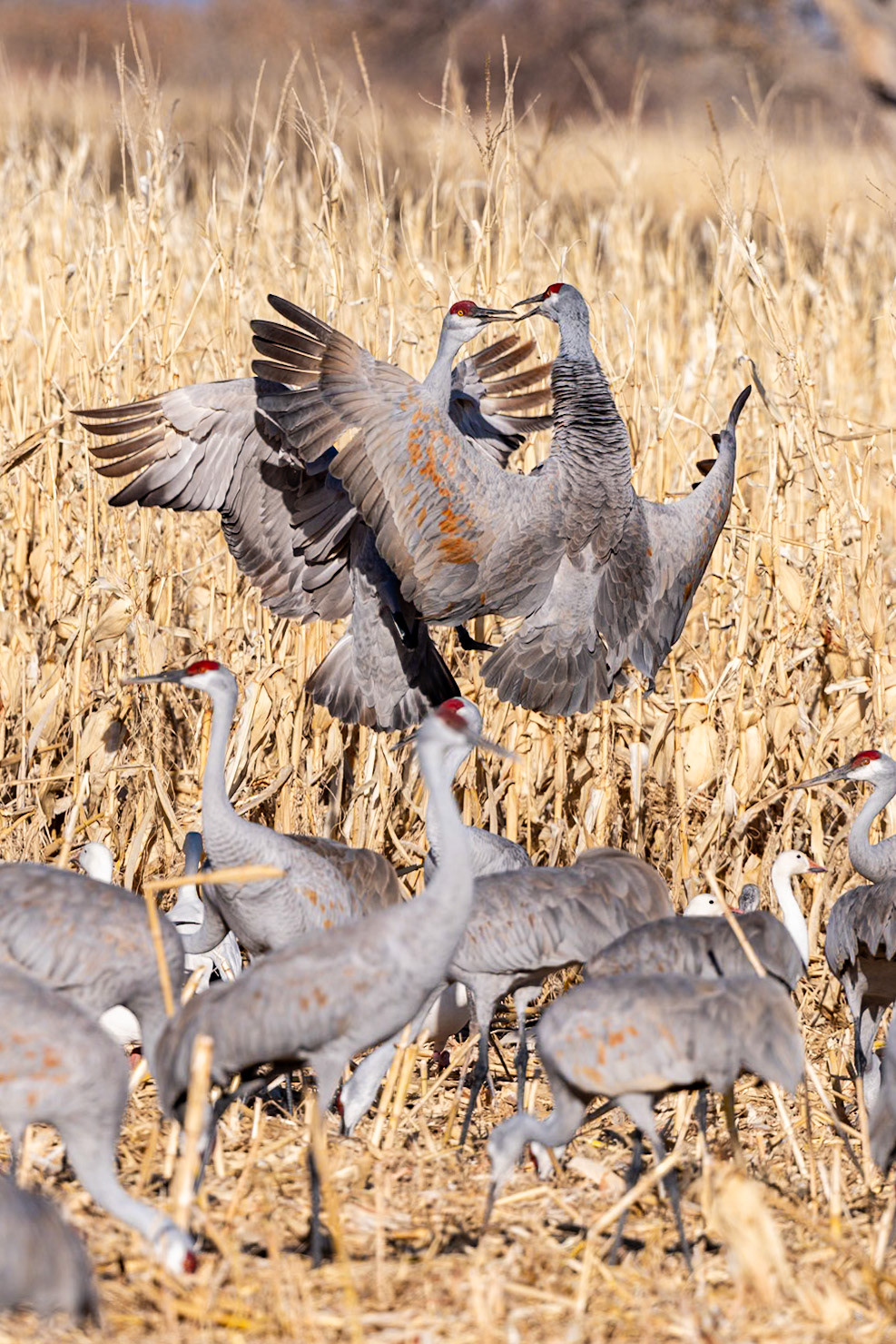 Bernardo Wildlife Area, NM