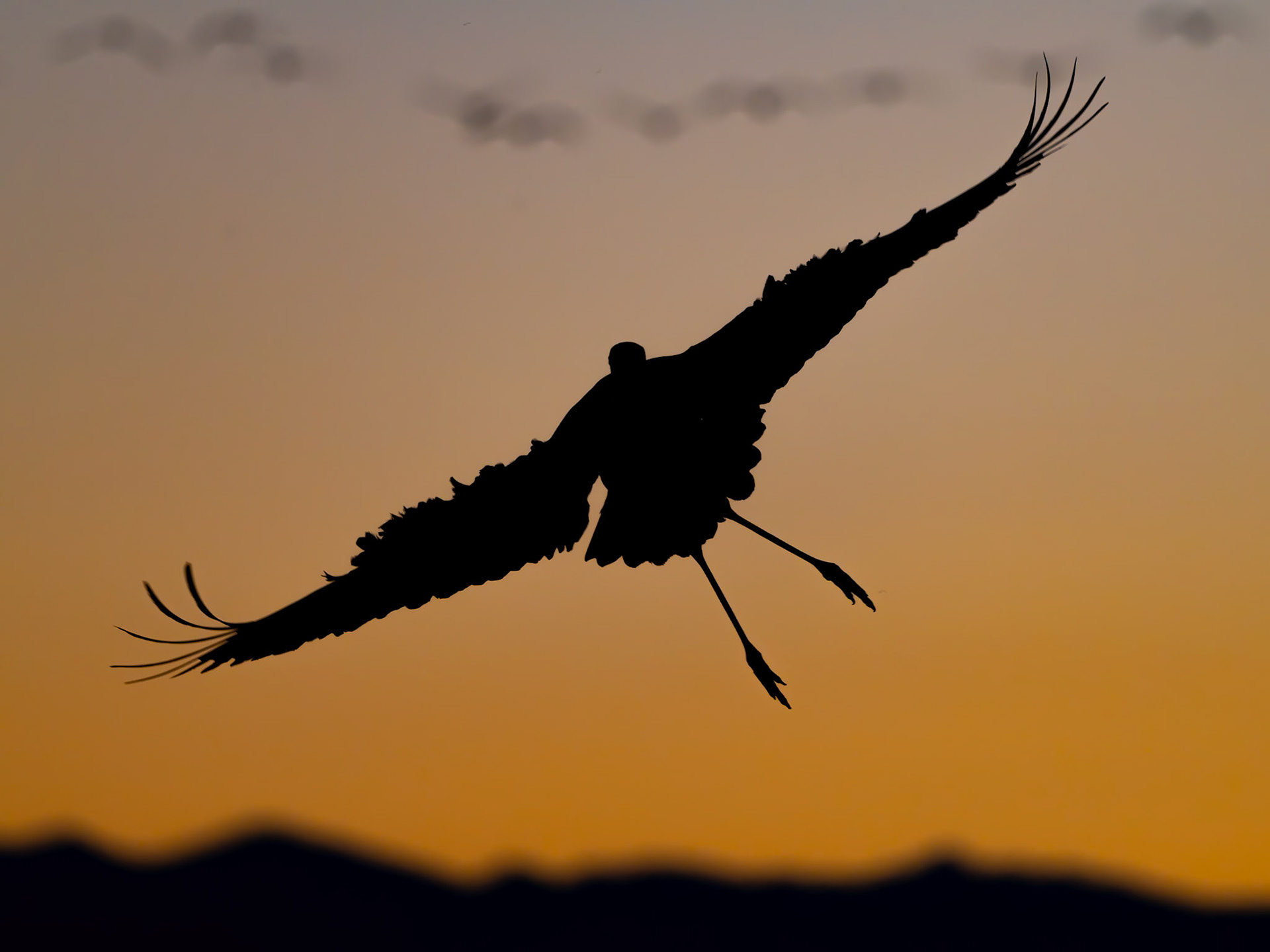 Bernardo Wildlife Area, NM