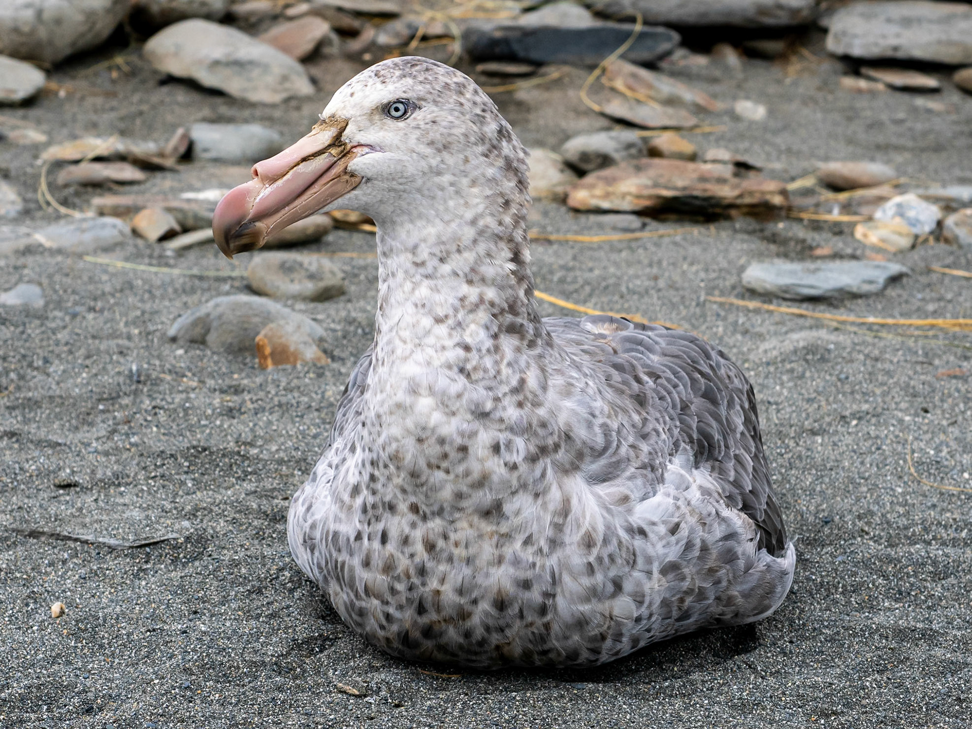 South Georgia