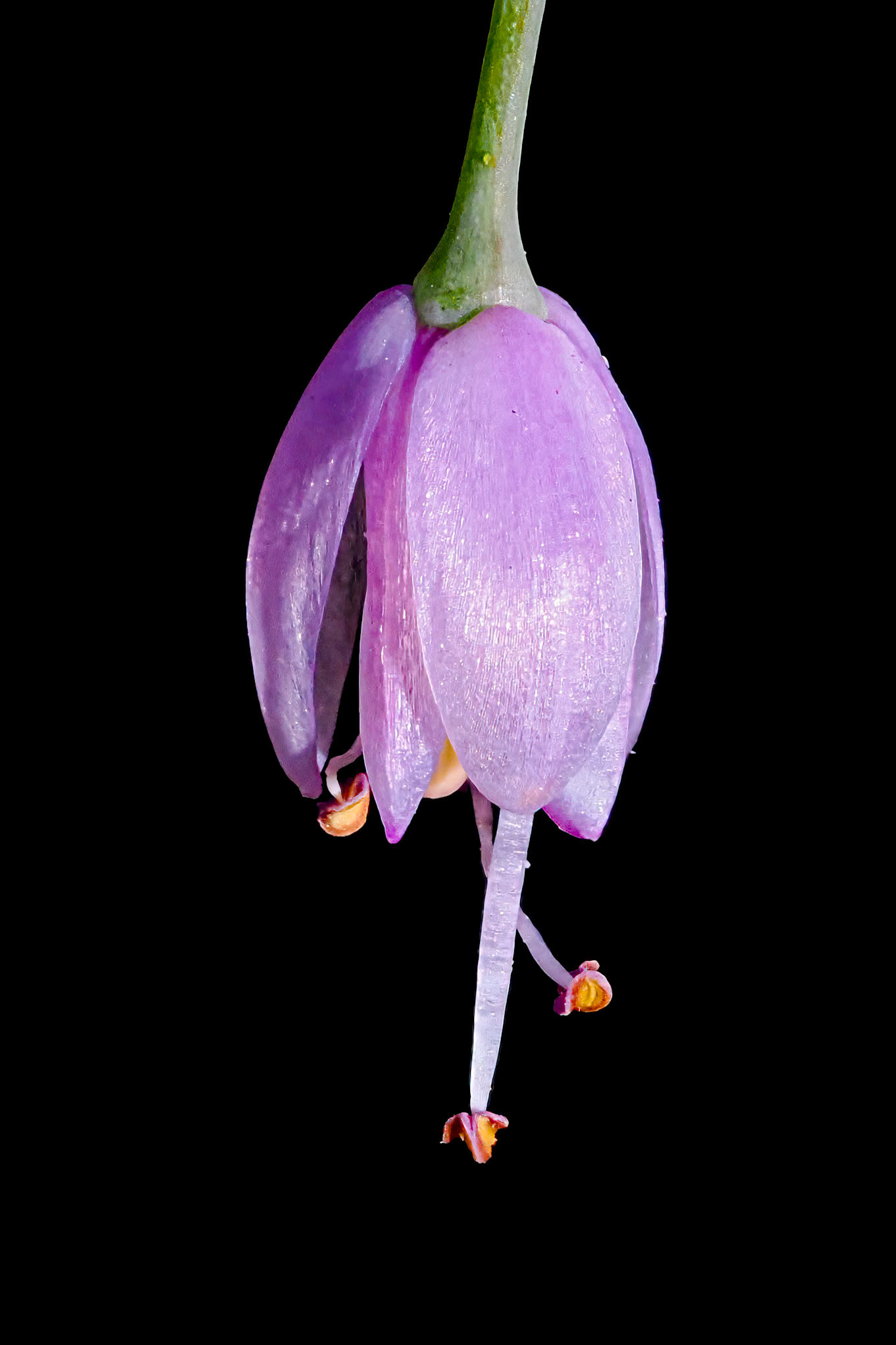 Santa Fe National Forest, NM