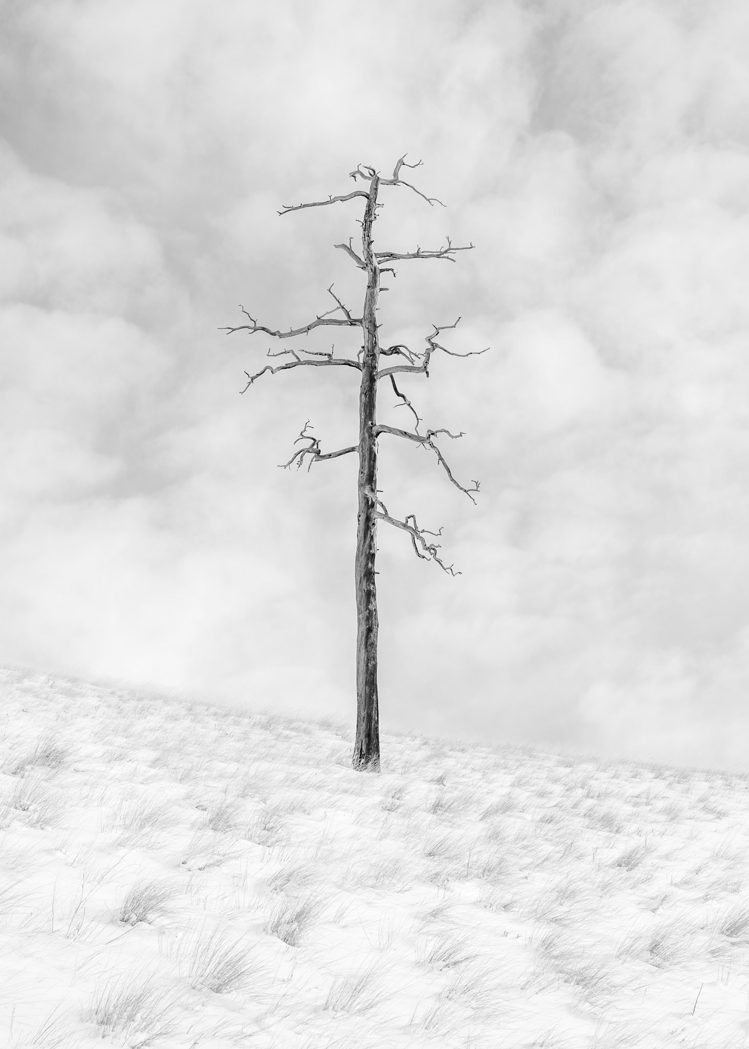 Burned Ponderosa, Big Belt Mountains, Montana (2025)
