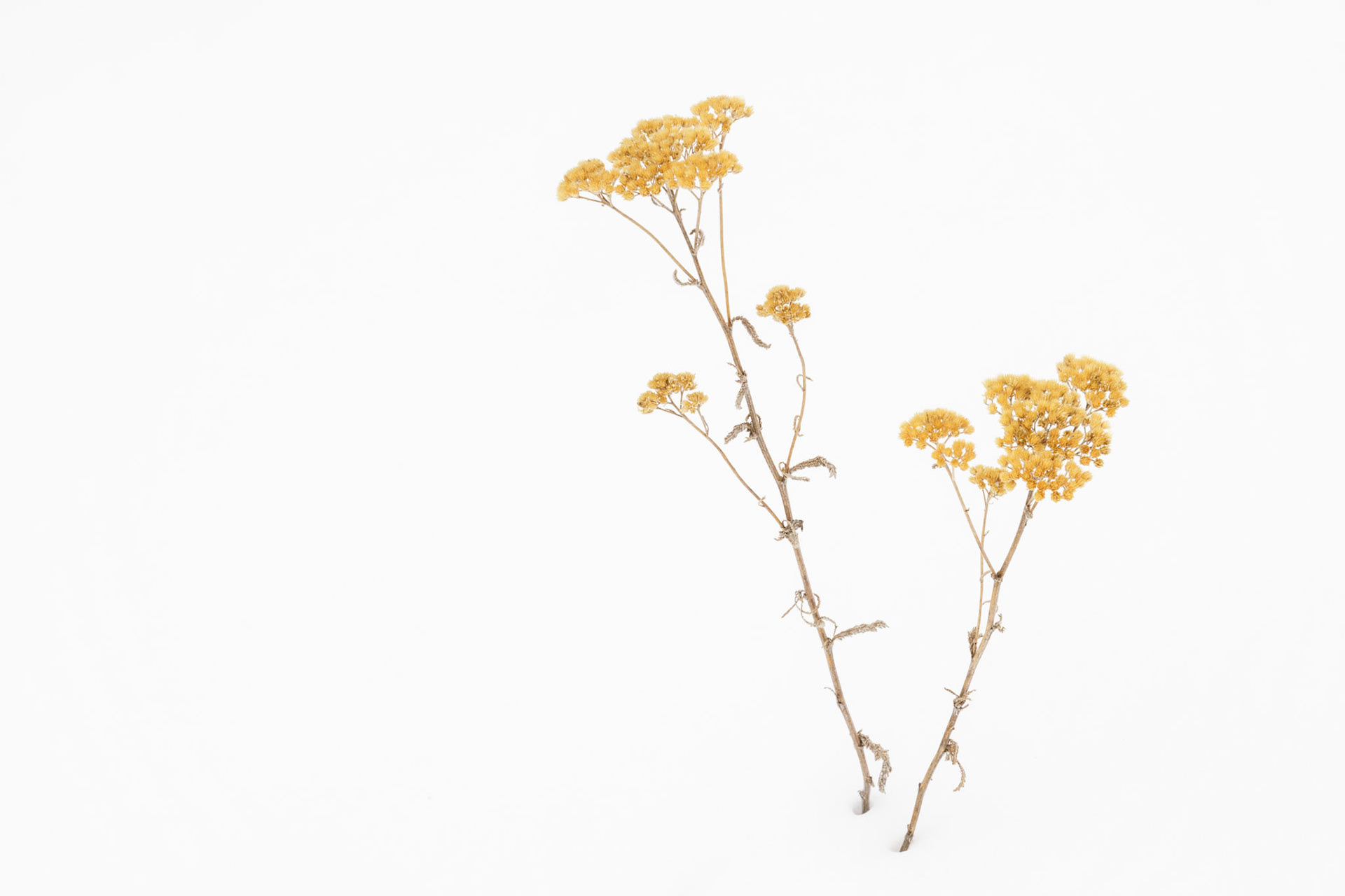 Winter Yarrow (2022)