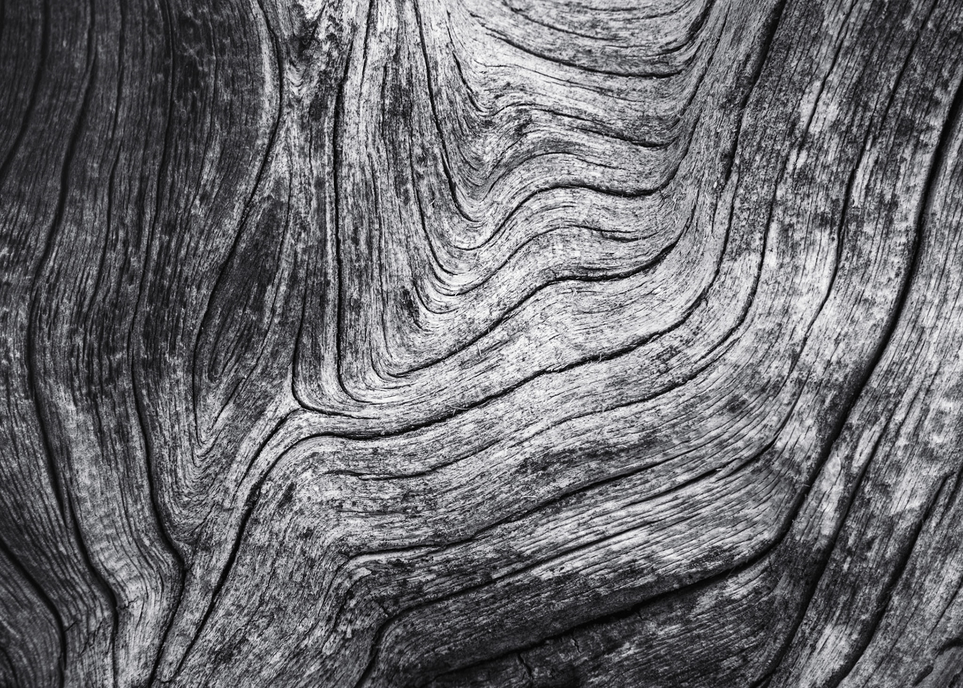 Whitebark Pine Grain (2022)
