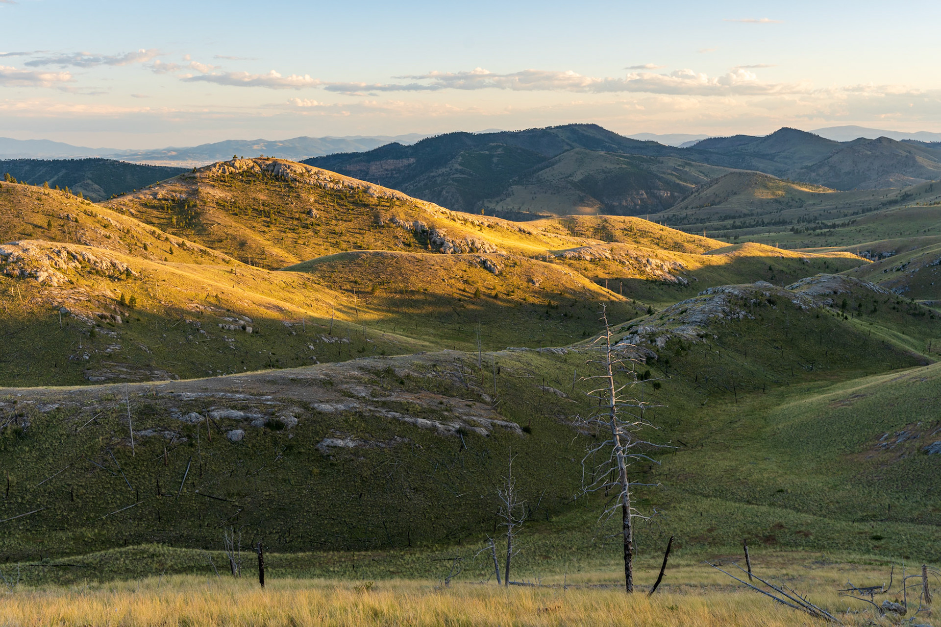 Old Burn, Big Belt Mountains, Montana (2024)