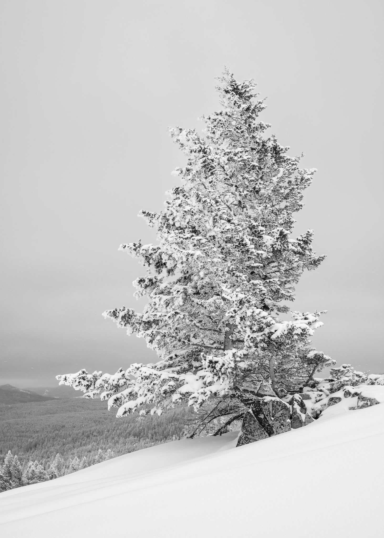 "Ritual," Douglas-Fir on the Continental Divide, Montana (2024)