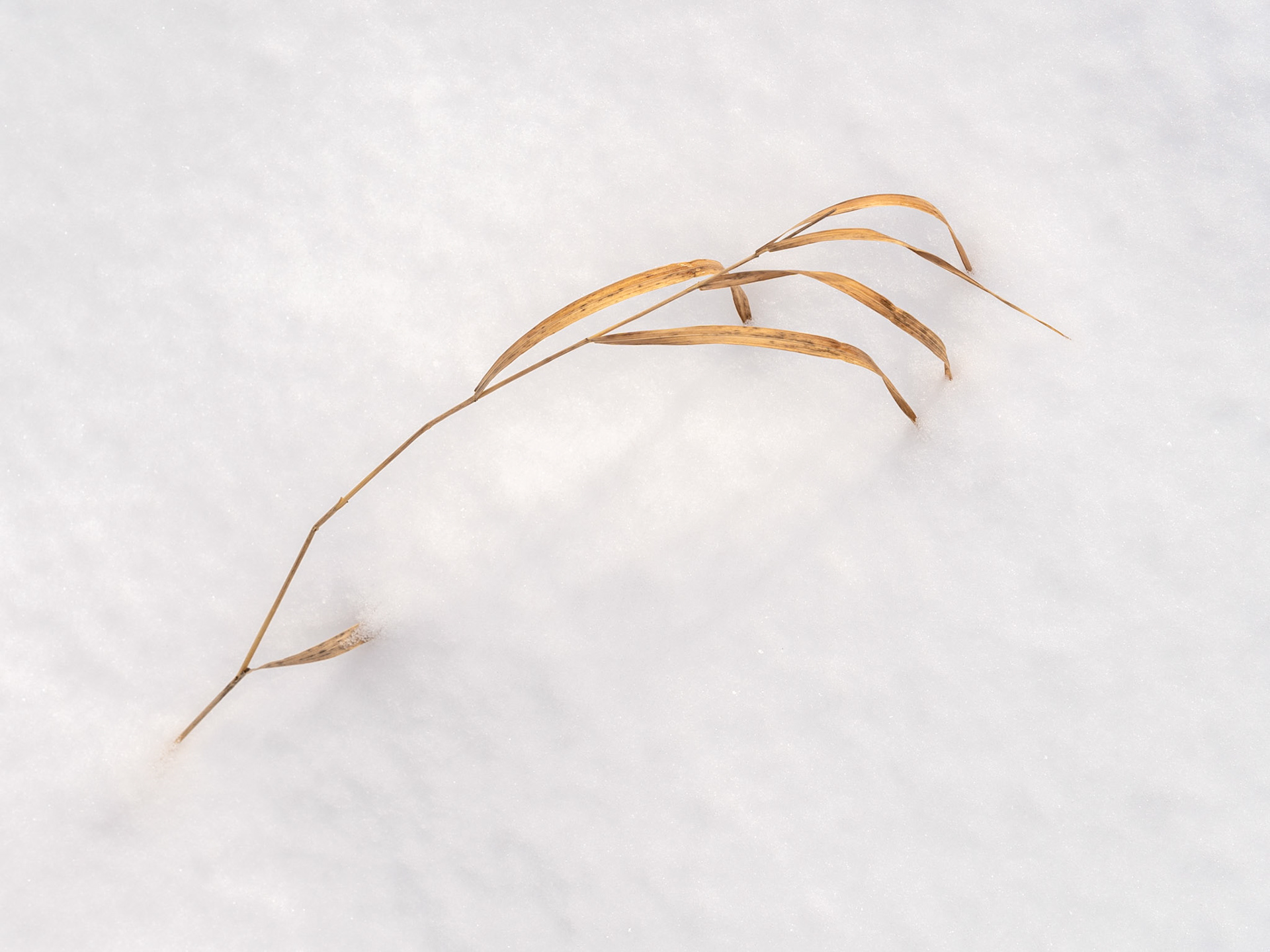 Grass in Snow (2025)
