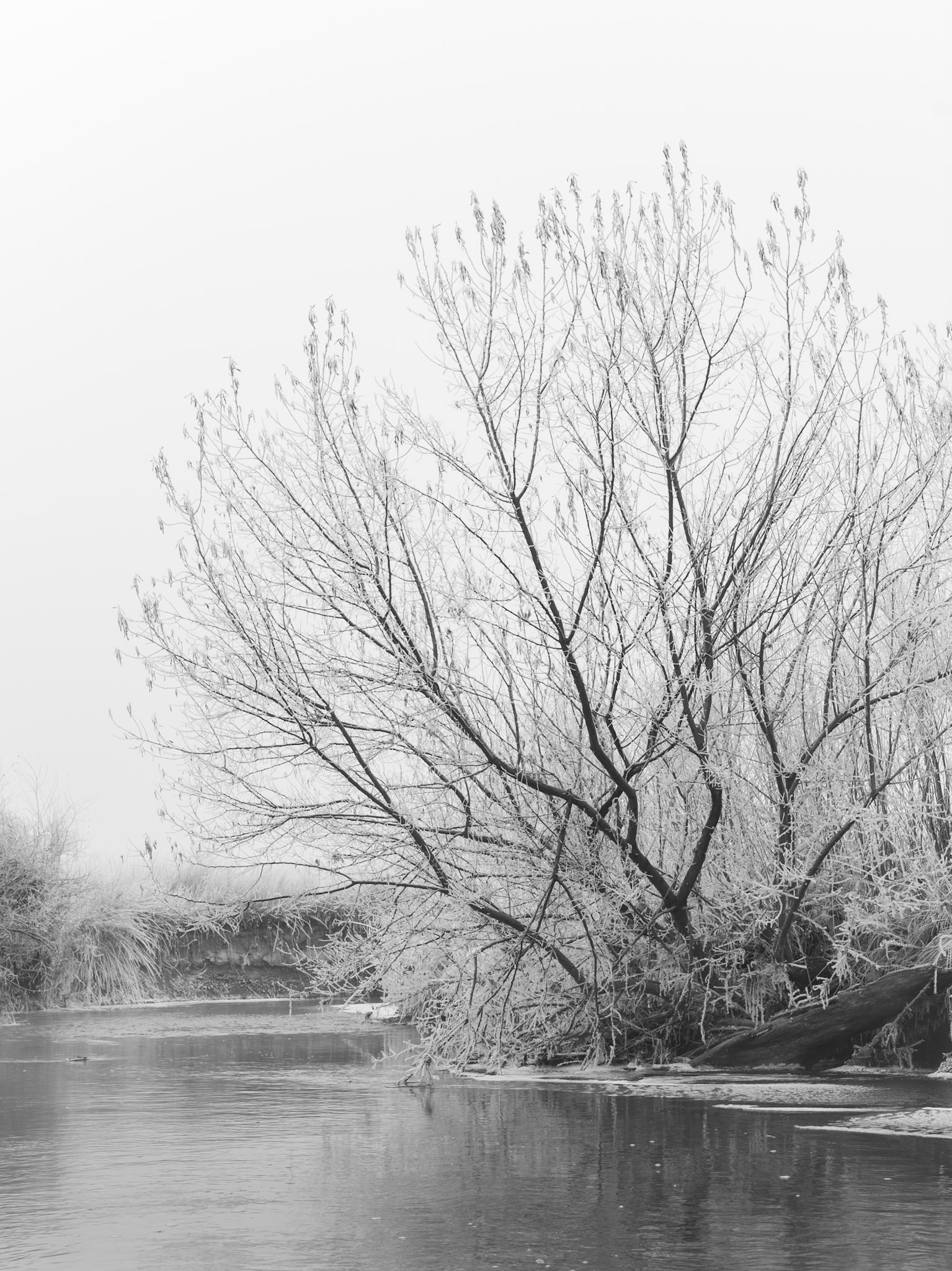 Winter Morning, Helena, Montana (2023)
