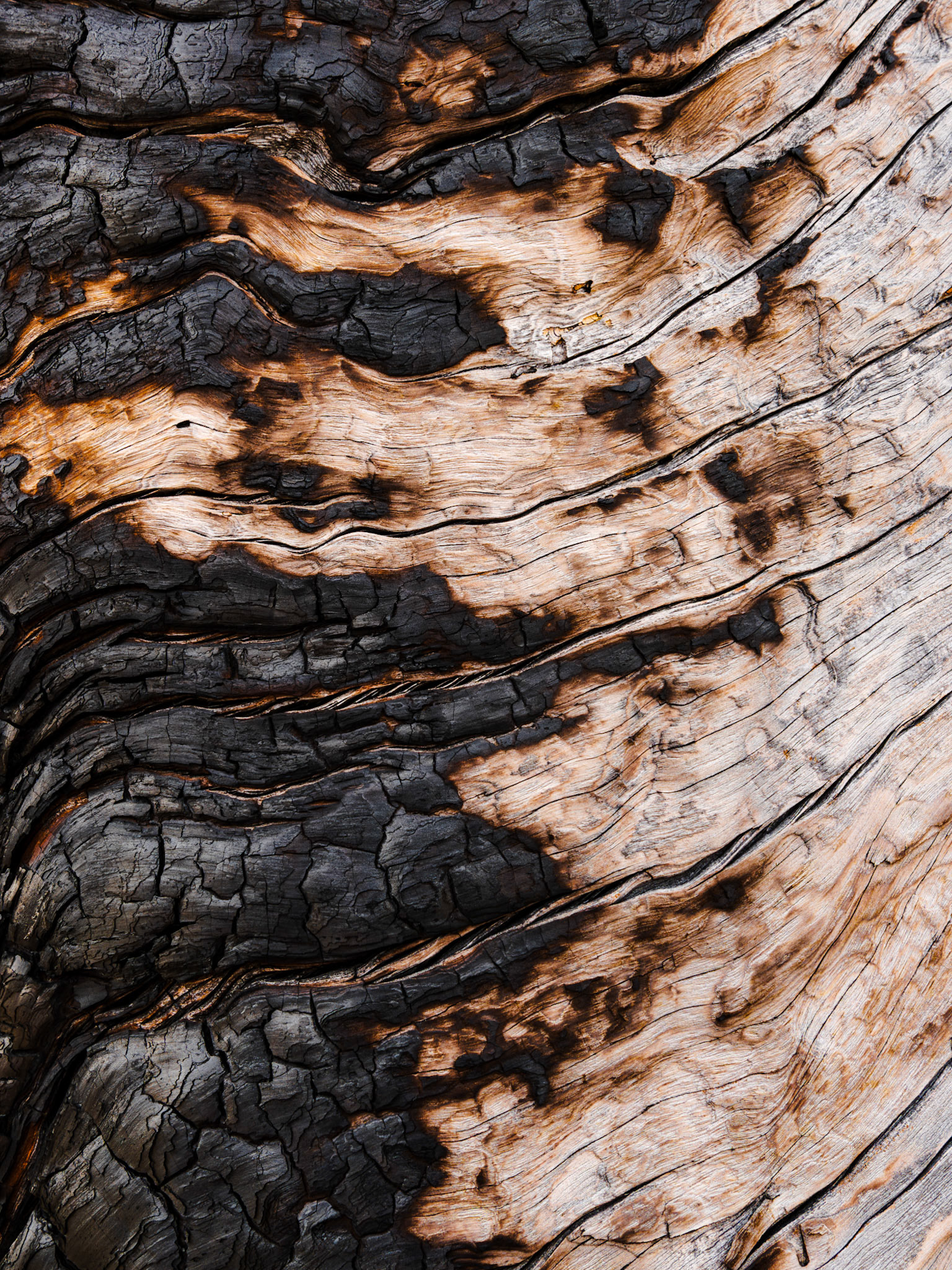 Charred Ponderosa (2023)