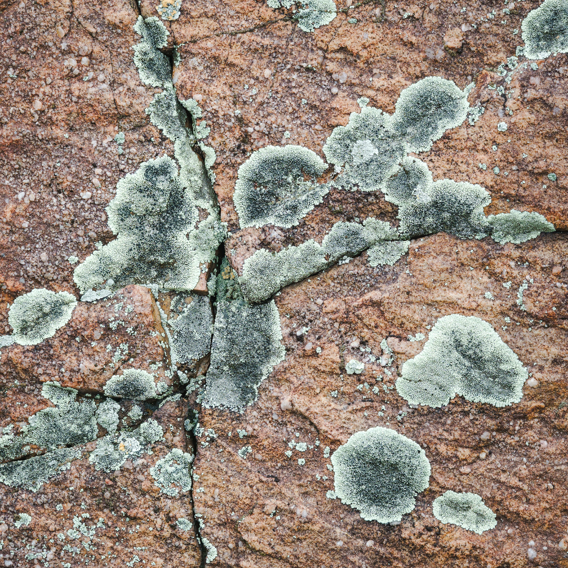 Lichen (2023)