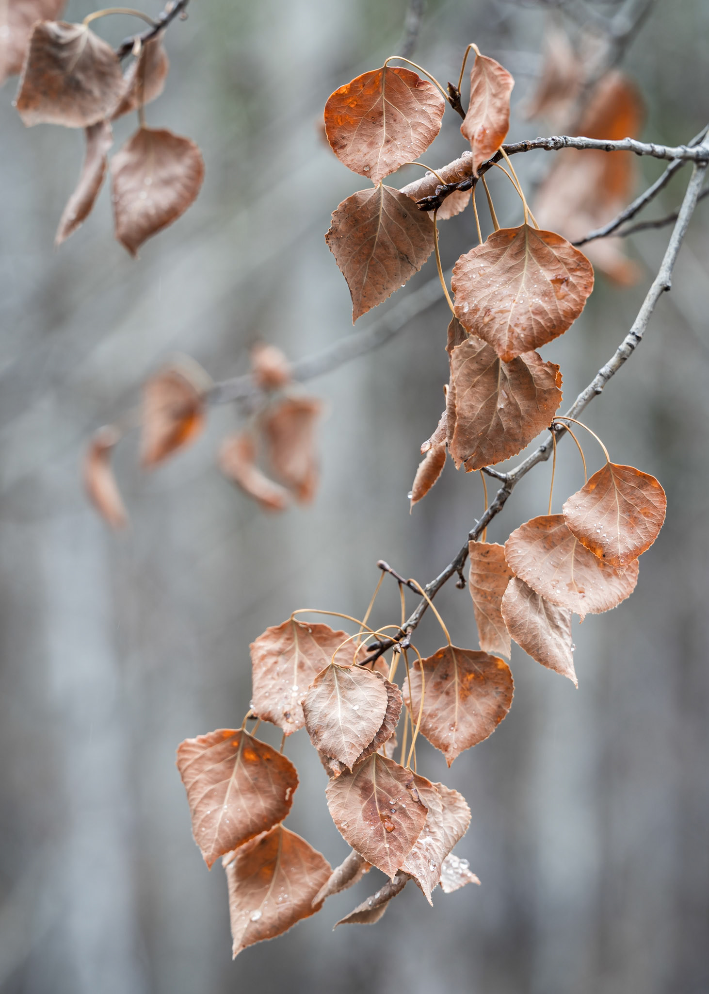 Aspen Leaves, Rimini, Montana (2025)