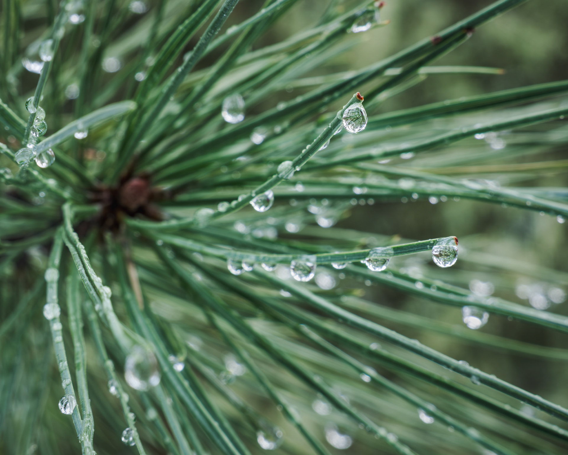 Ponderosa Needles (2023)