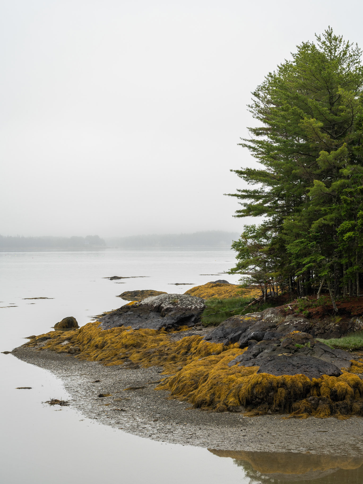 Low Tide (2025)