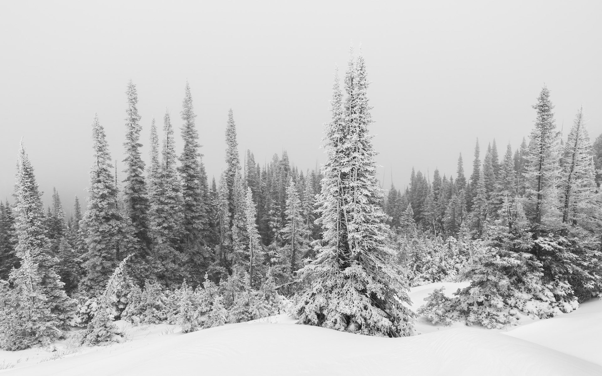 Subalpine Fir Along the Continental Divide, Montana (2024)
