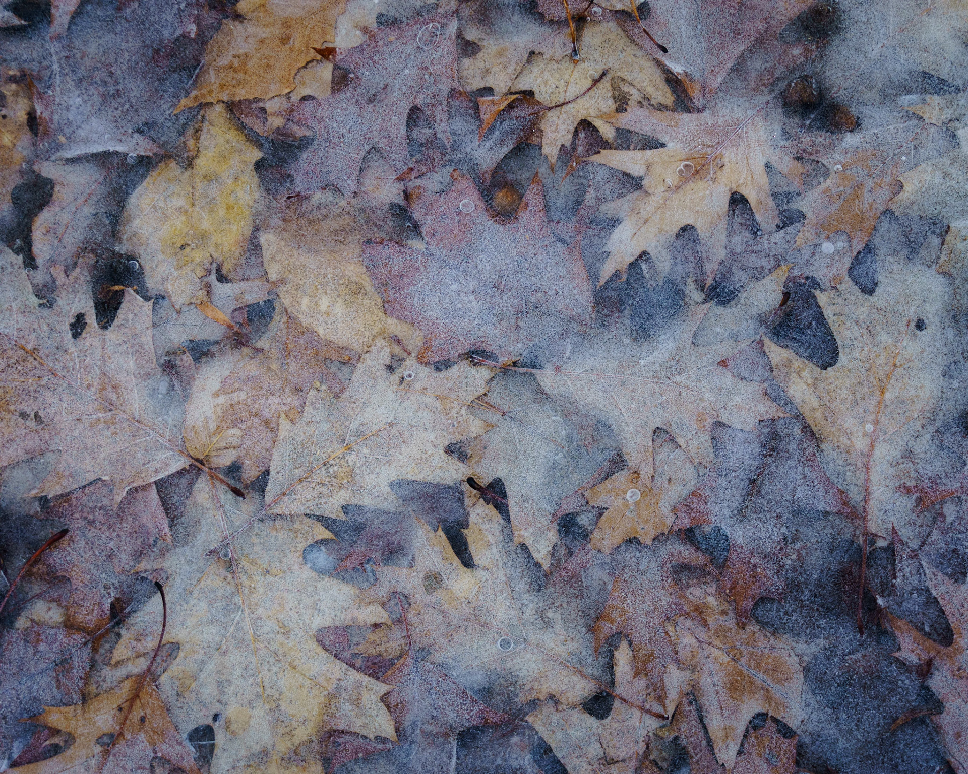 Early Winter, Maine (2018)