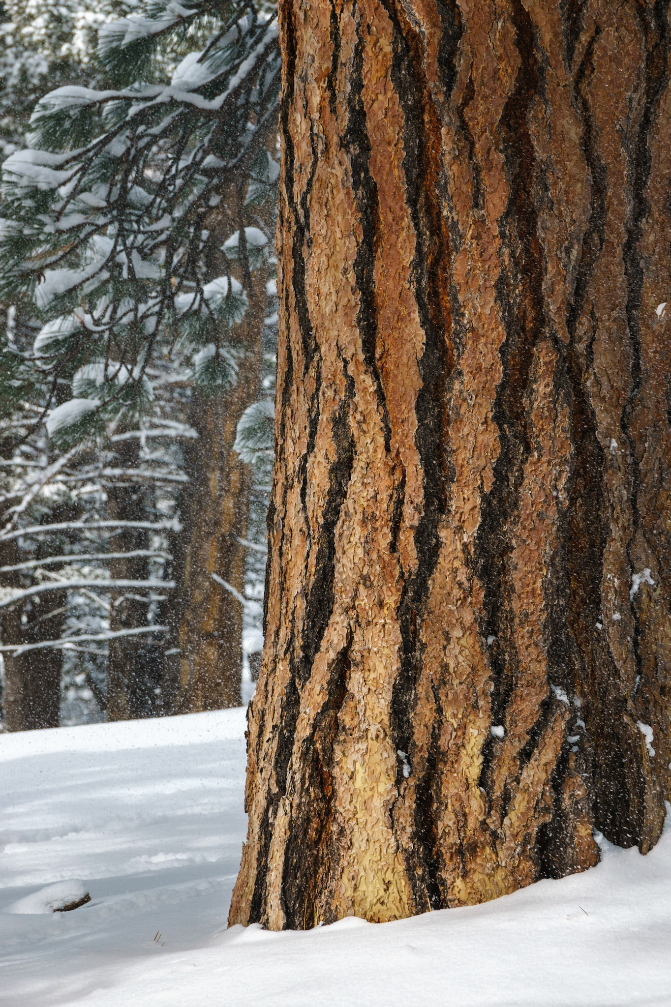 Ponderosa Pine, Near Rimini, Montana (2023)