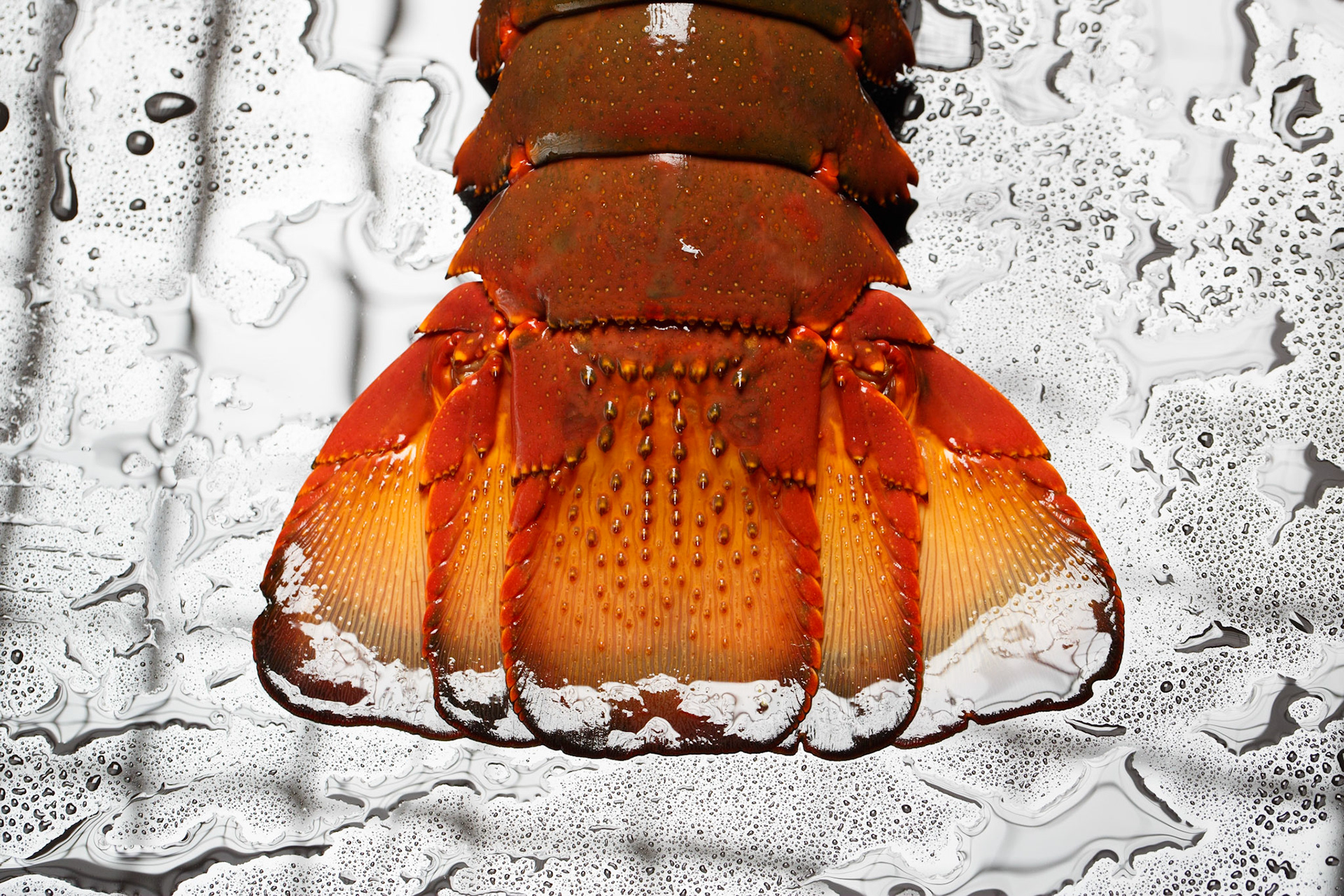 ARC Research Hub for Commercial Development of Rock Lobster Culture Systems