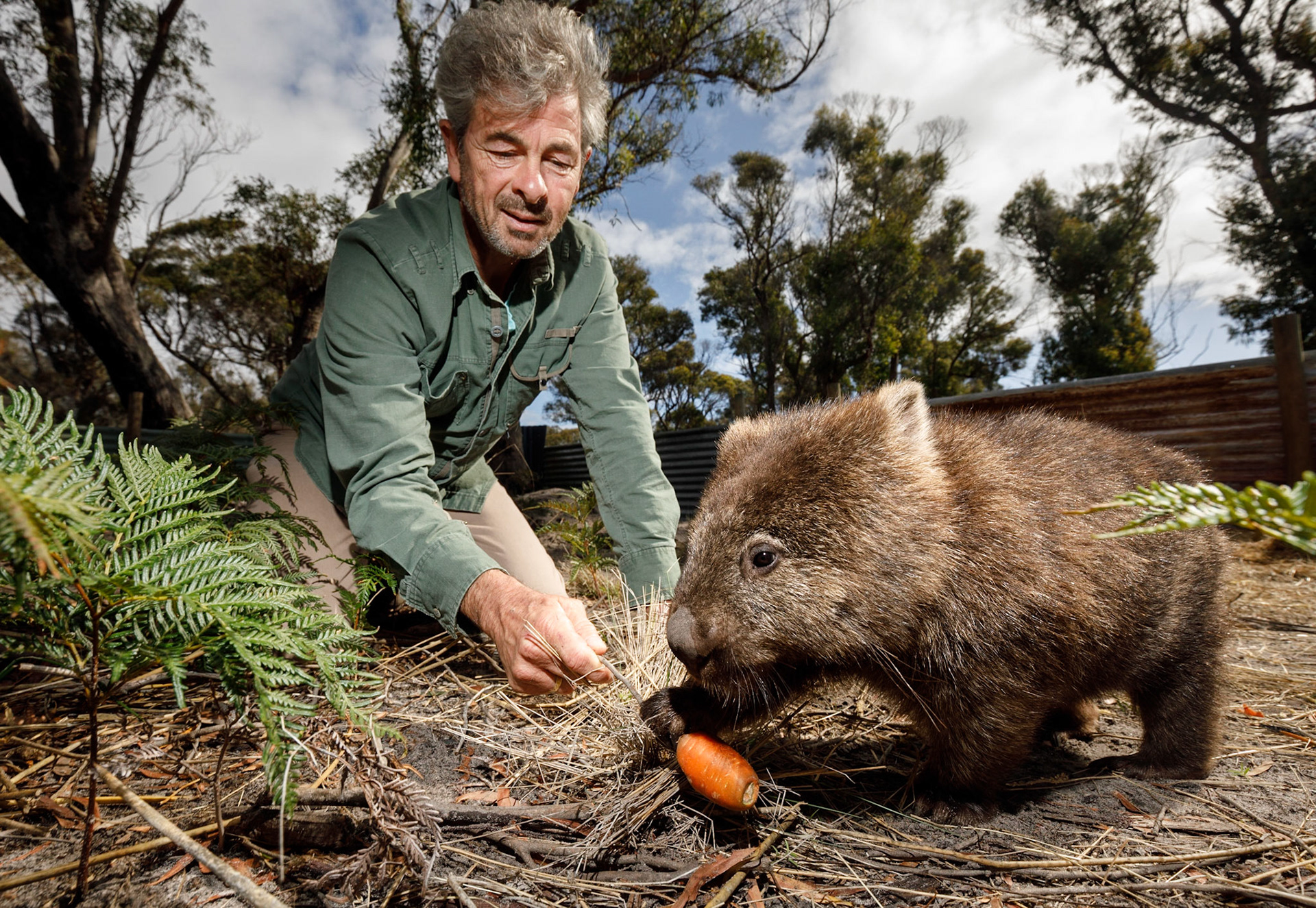 John Harris, founder of Wombat Warriors with Itchyscratchy a rescued wombat that has been treated and cured of mange and will soon be released from a refuge near Kelso in the north of Tasmania20/03/2019