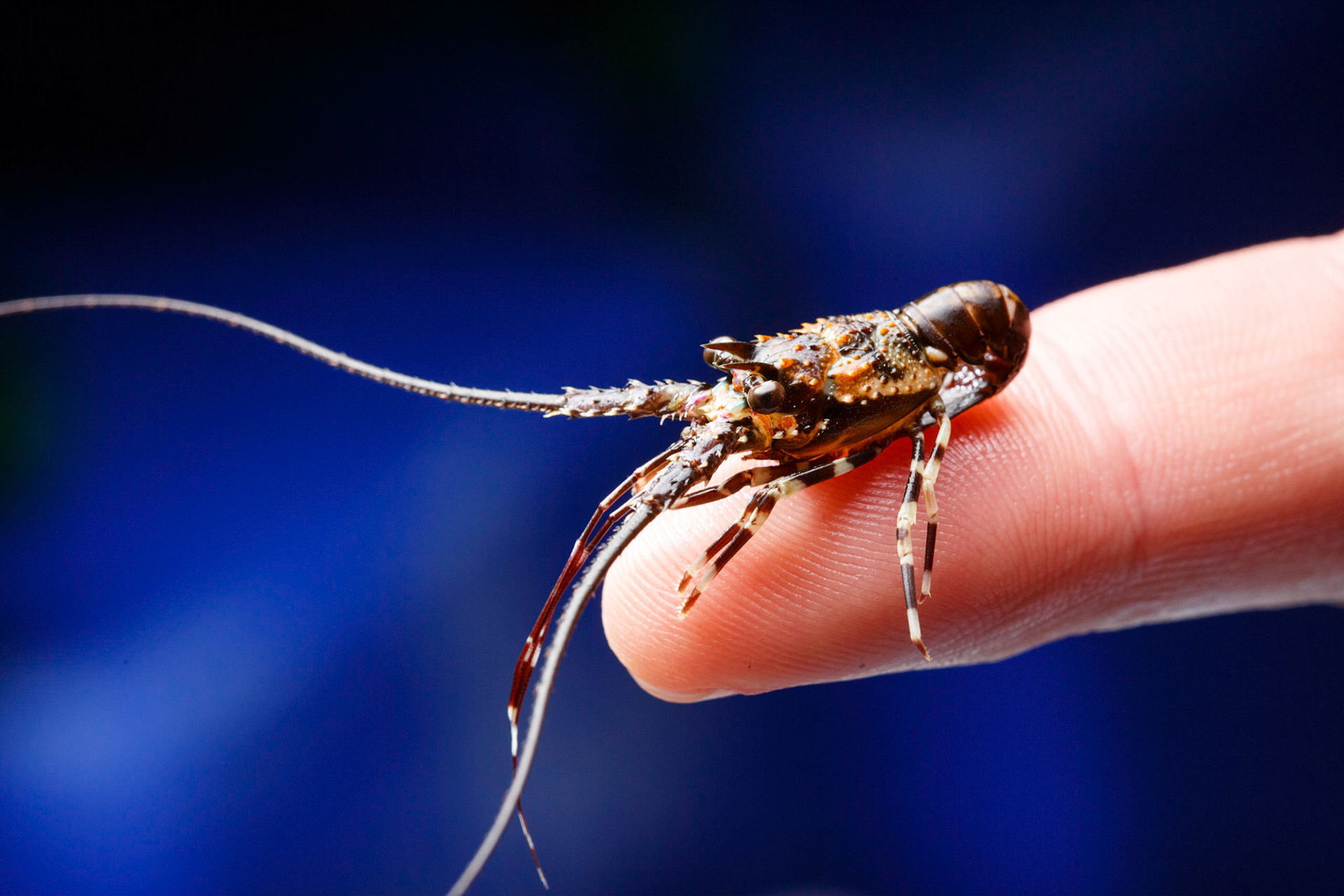 ARC Research Hub for Commercial Development of Rock Lobster Culture Systems