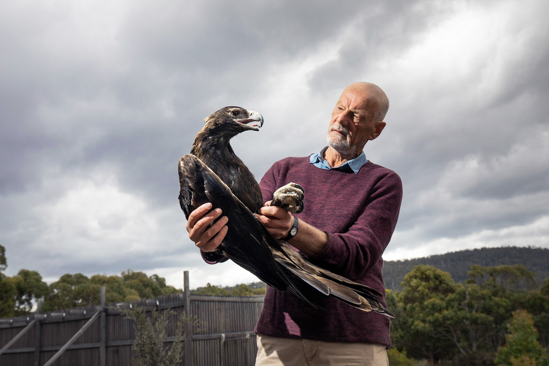 Nick Mooney from Birdlife Australia Raptor Group with a rescued wedge tailed eagle that was probably injured by hitting a wire.27/02/2019