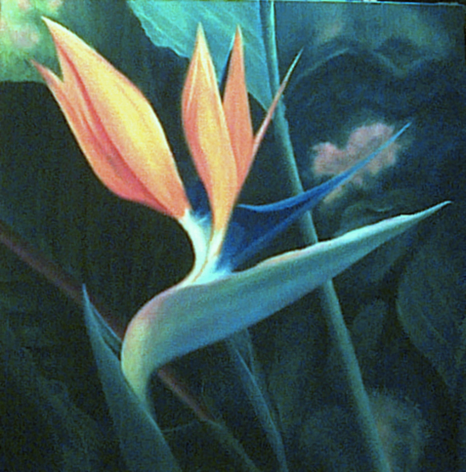 Huile sur toile 70x70 (vendu)