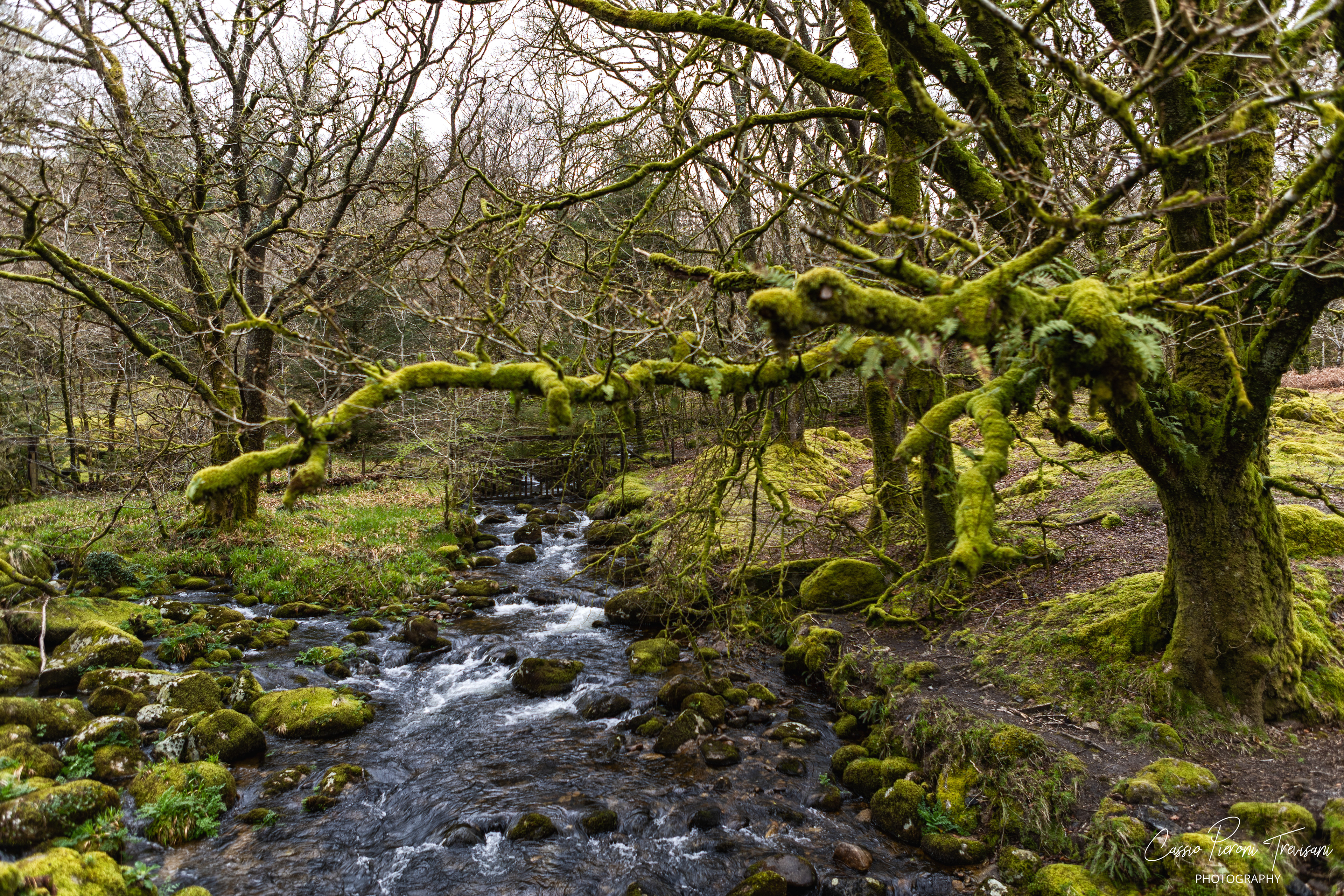 Landscape photographs from Dartmoor National Park near Burrator Reservoir showing moss-covered trees, flowing streams, a historic stone bridge, wild ponies, and the reservoir dam.