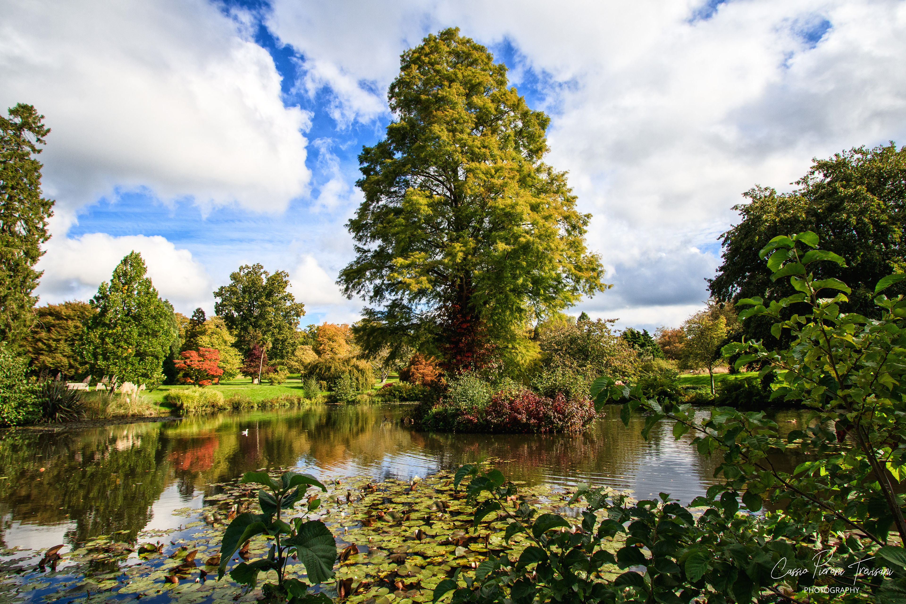 Ancient tree rising from a small island in Wakehurst’s garden lake