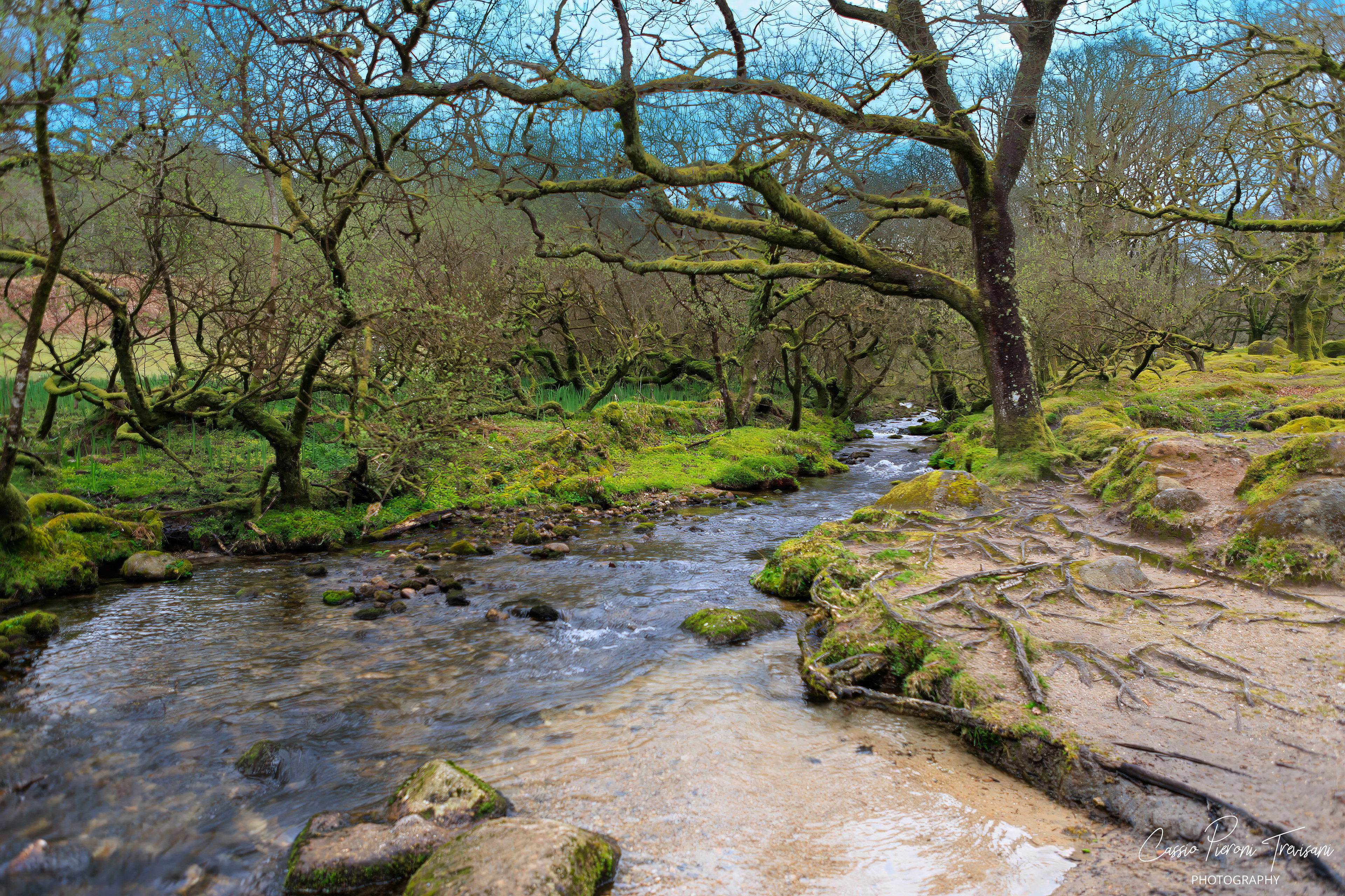 Landscape photographs from Dartmoor National Park near Burrator Reservoir showing moss-covered trees, flowing streams, a historic stone bridge, wild ponies, and the reservoir dam.