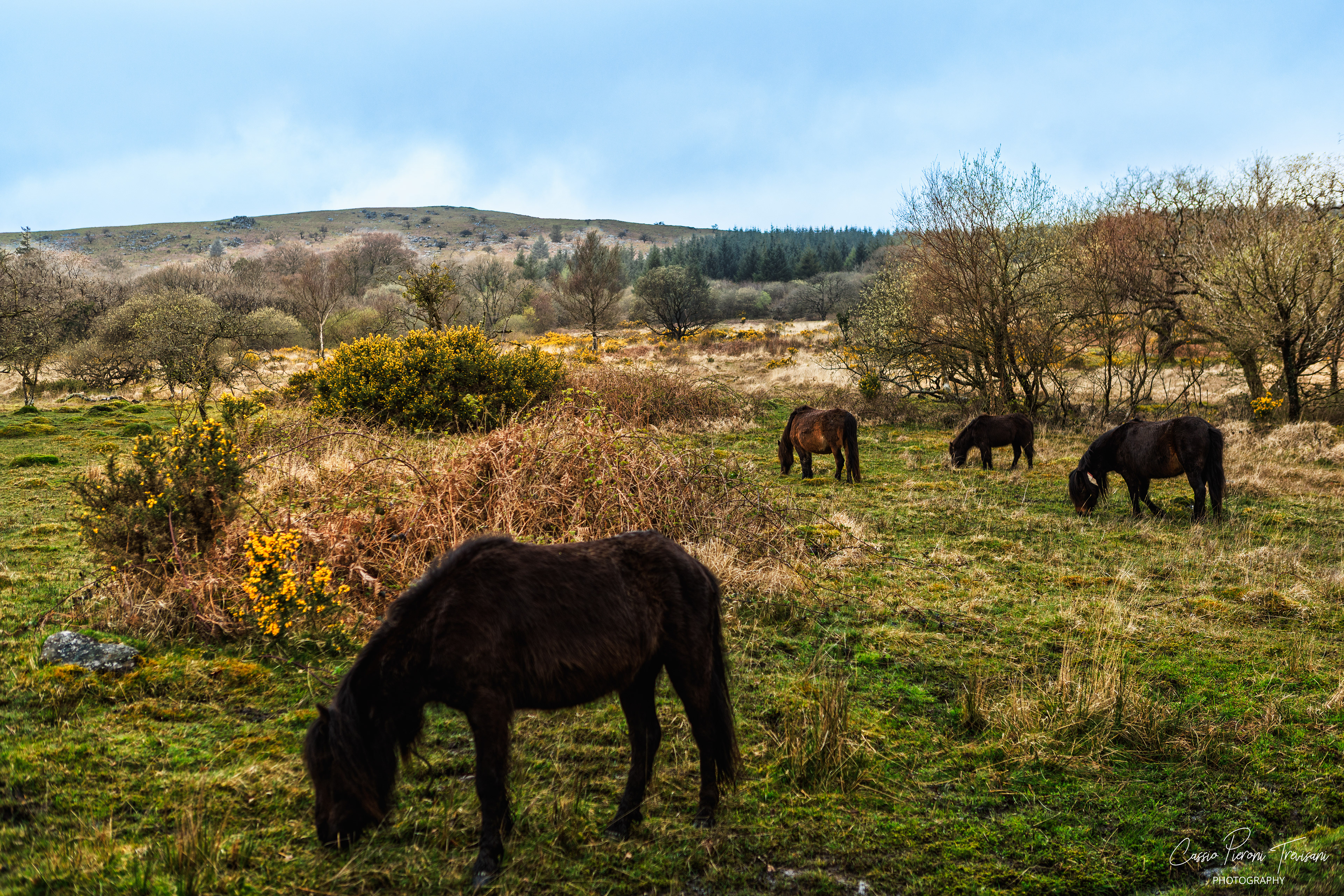 Landscape photographs from Dartmoor National Park near Burrator Reservoir showing moss-covered trees, flowing streams, a historic stone bridge, wild ponies, and the reservoir dam.