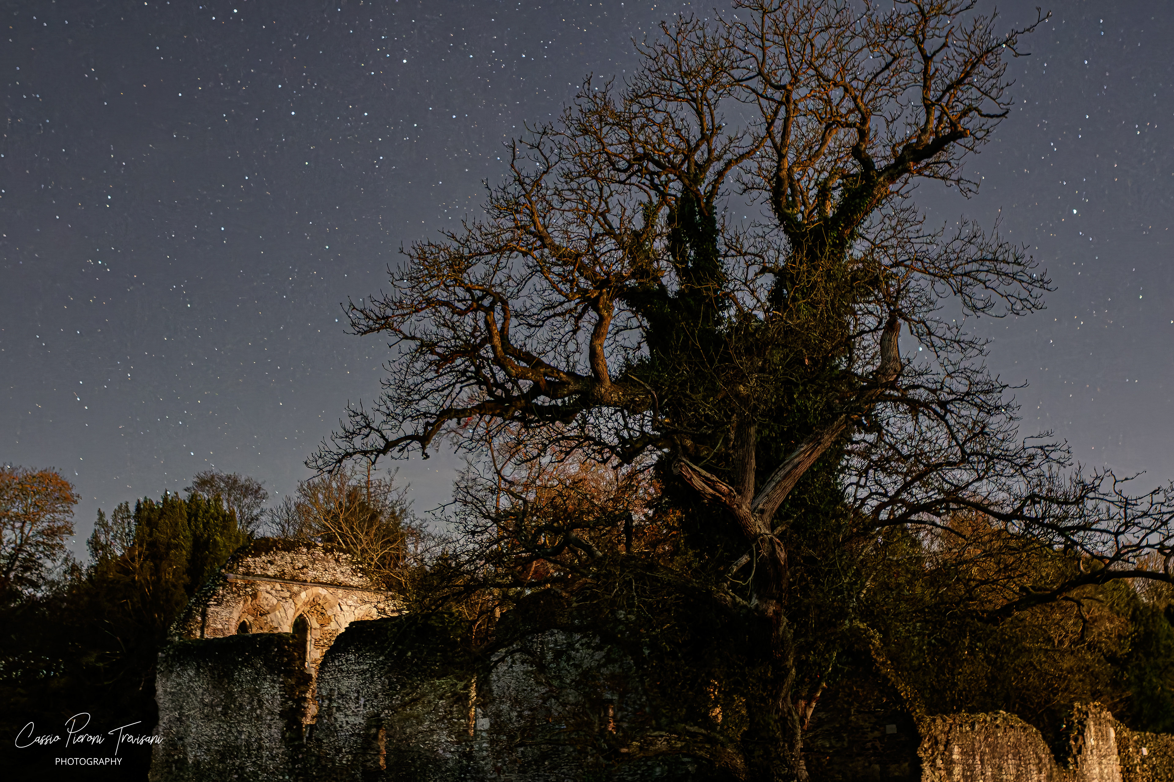 Starry sky over Waverley Abbey ruins with a large tree dominating the foreground.