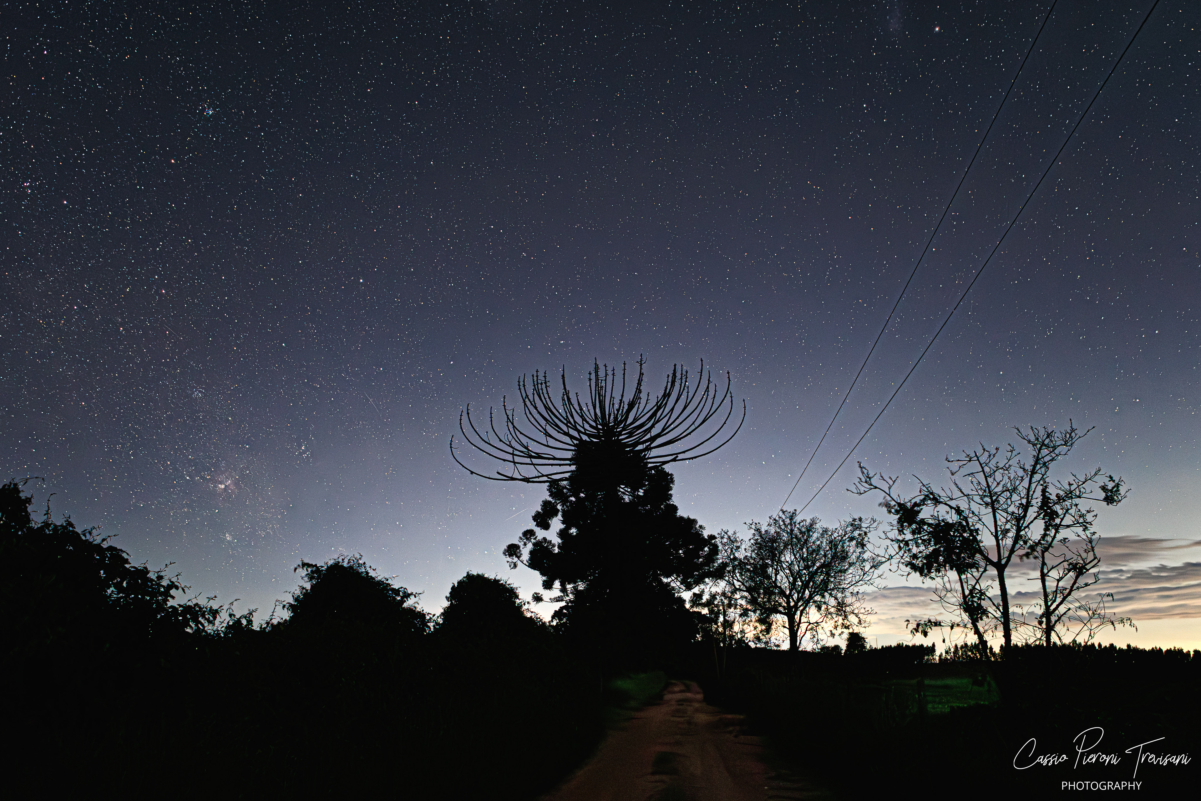 Astrophotography scene of Mirante de Albertina with unique tree silhouettes and star-filled sky.