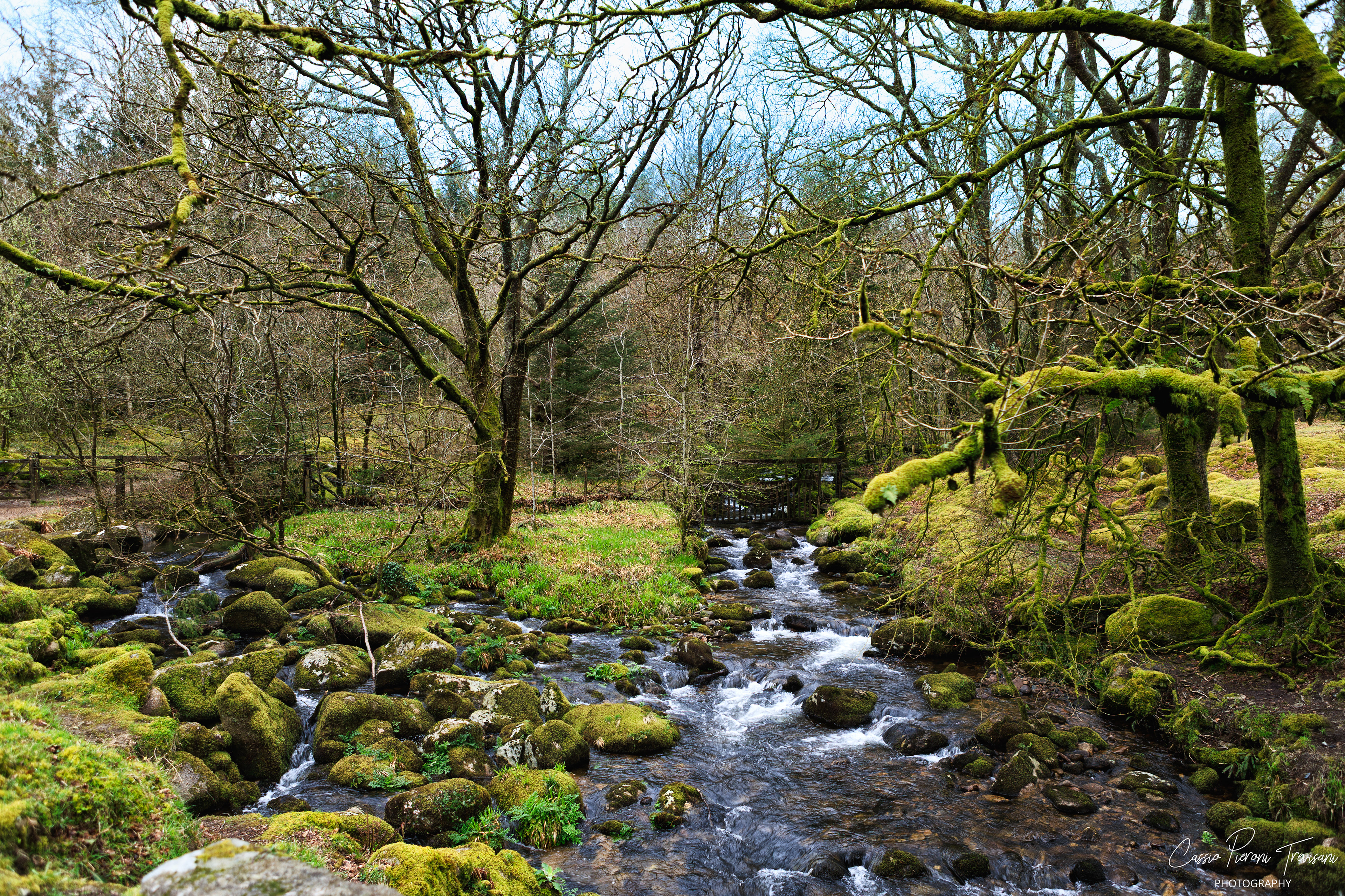 Landscape photographs from Dartmoor National Park near Burrator Reservoir showing moss-covered trees, flowing streams, a historic stone bridge, wild ponies, and the reservoir dam.