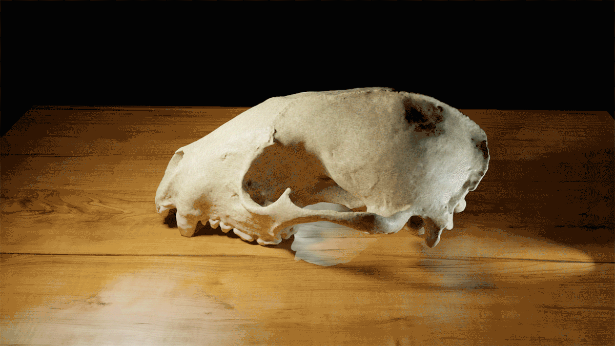 Raccoon skull 3D model on a wooden table both spinning
