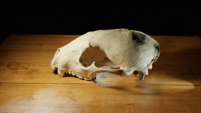 Raccoon skull on a wooden table 3D model