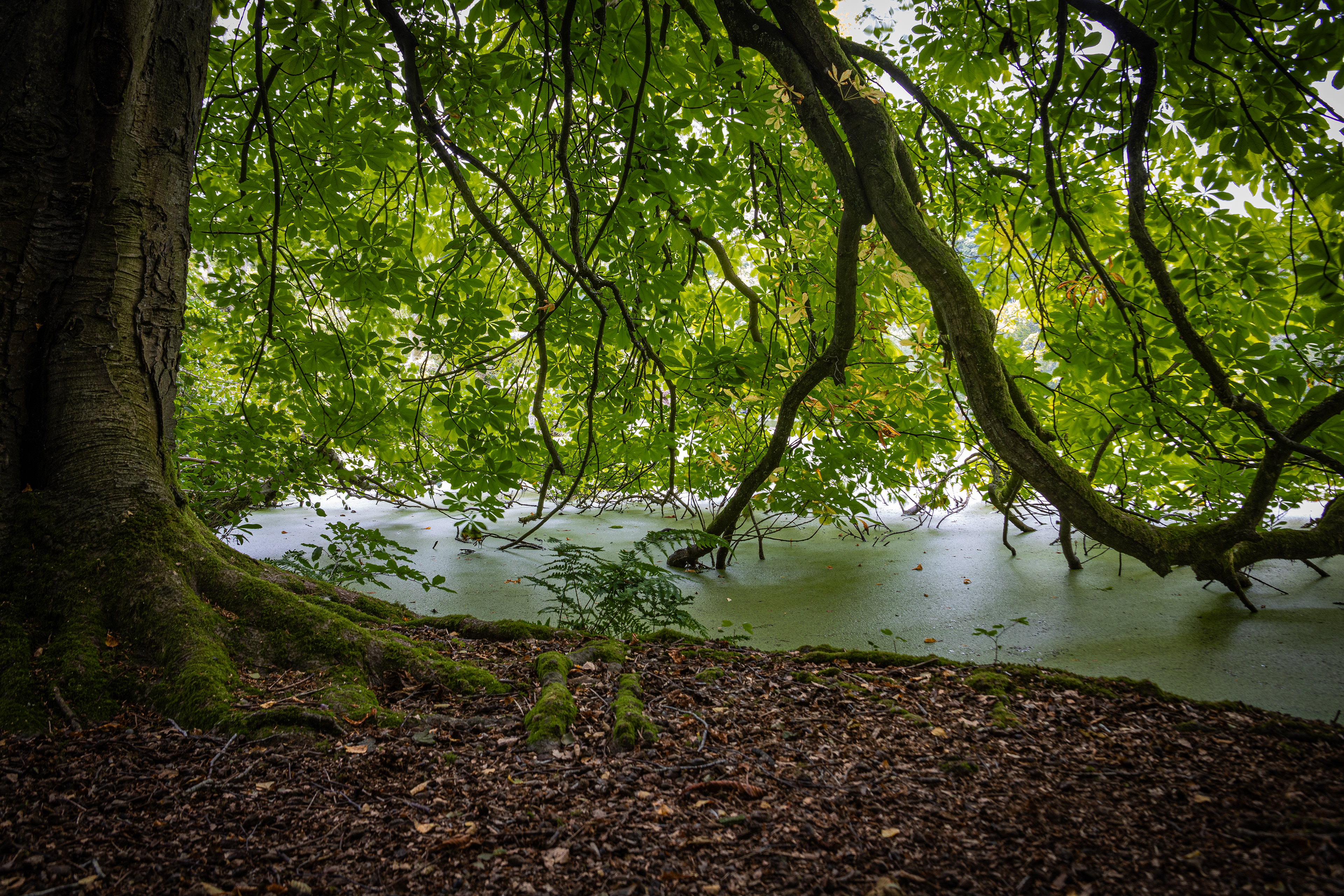 Bolam Lake 002