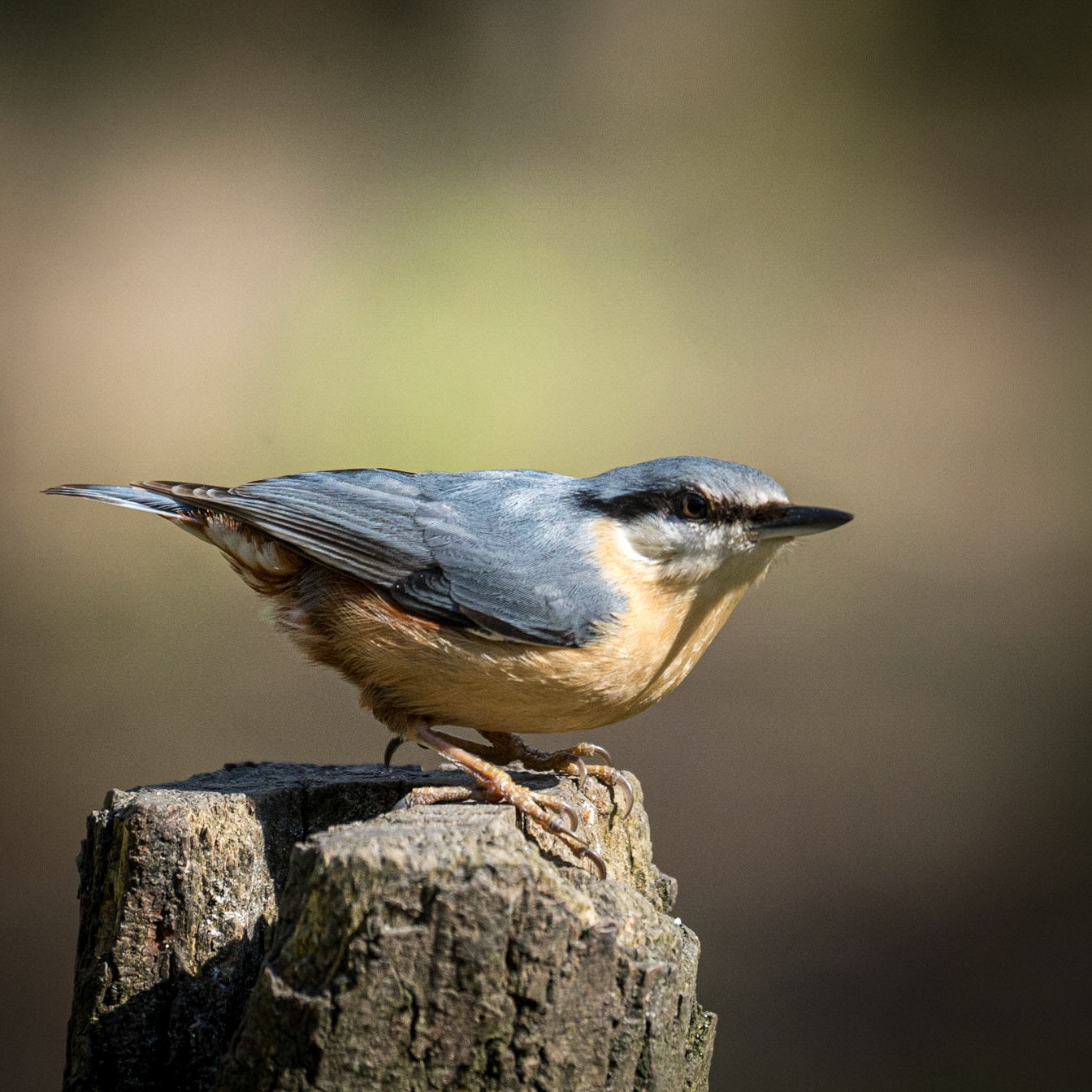 Nuthatch