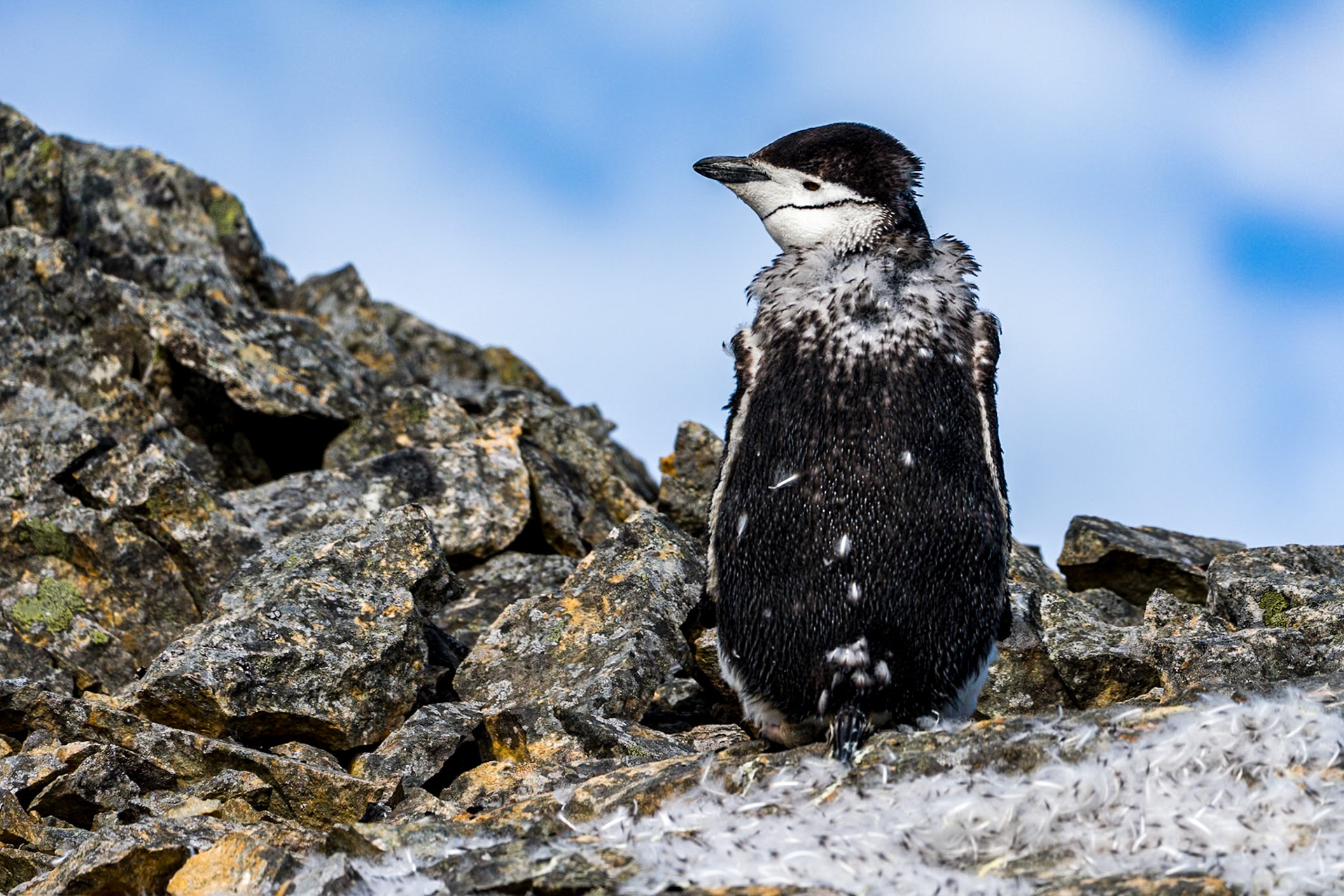 Moulting Chinstrap