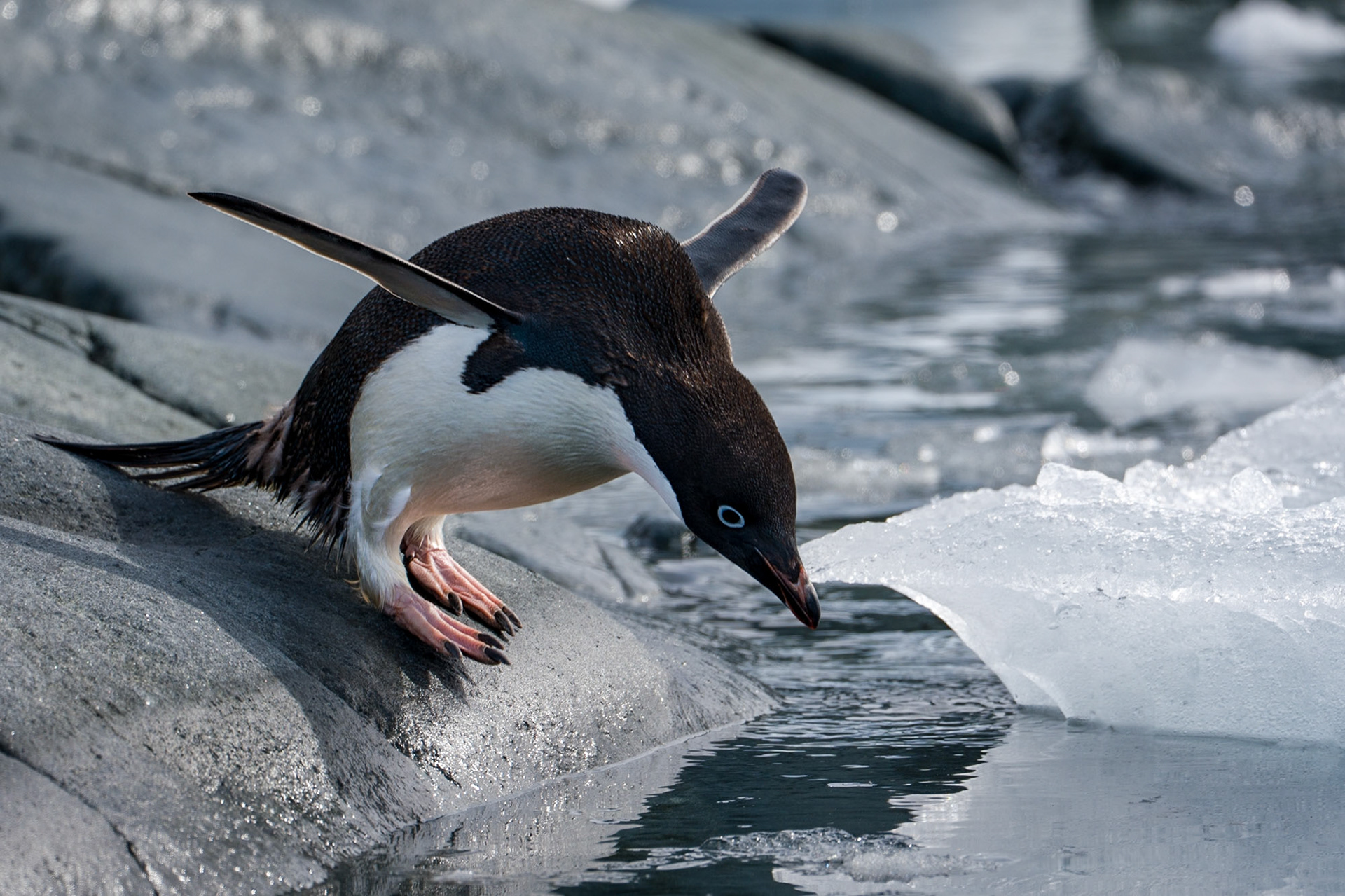 Gentoo Diving