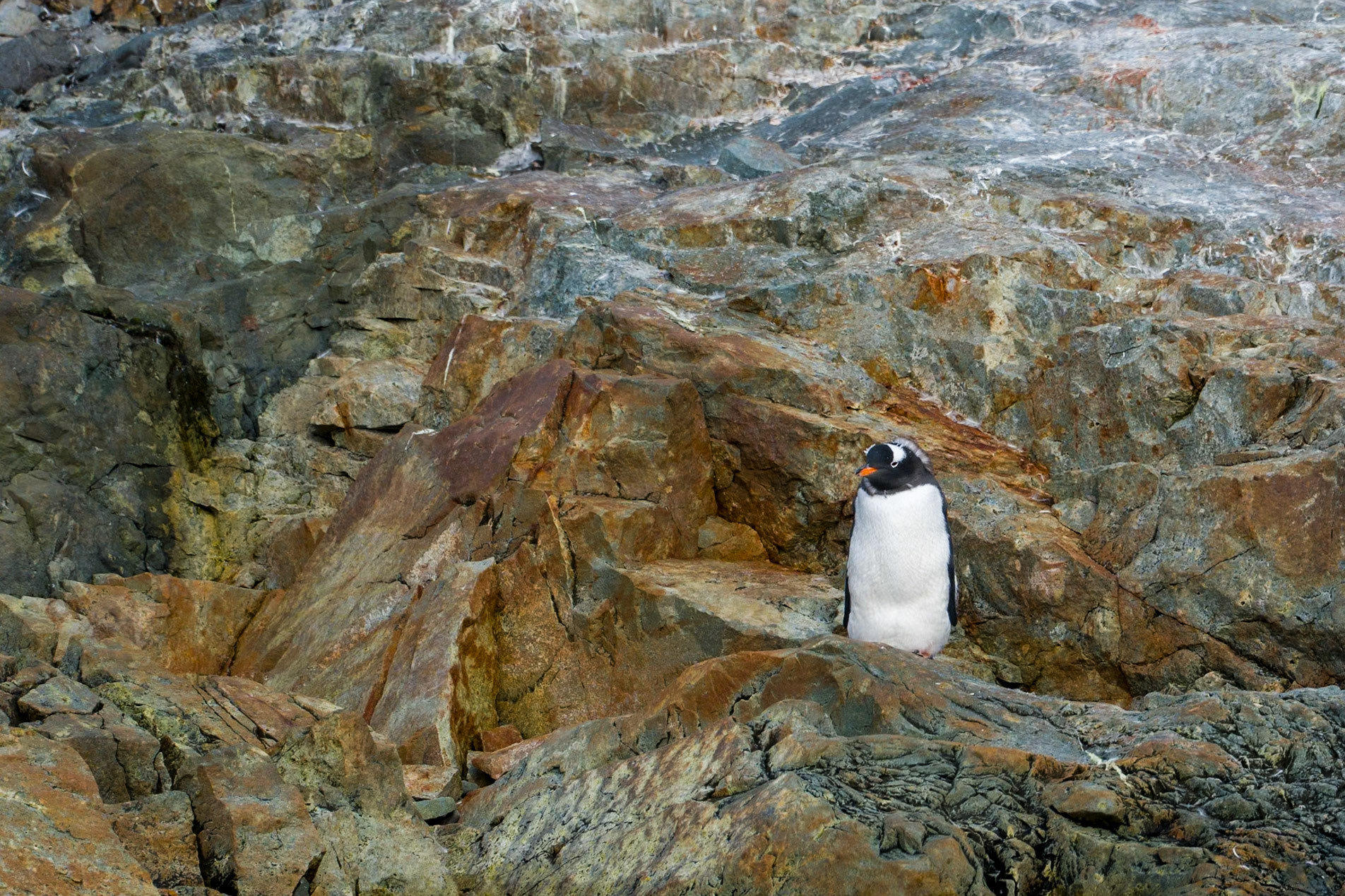 Lonely Gentoo